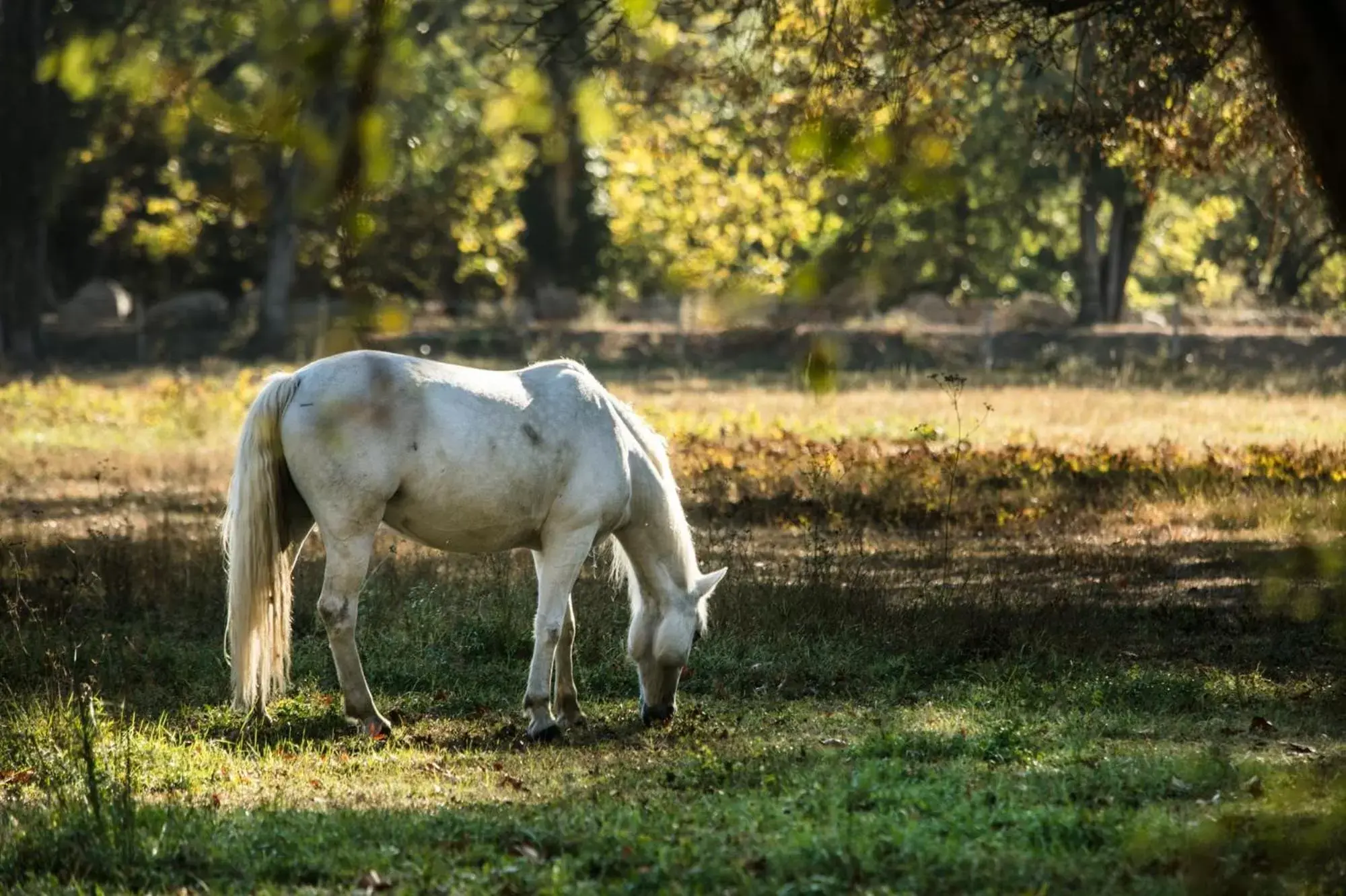 Garden, Other Animals in Domaine de Biar