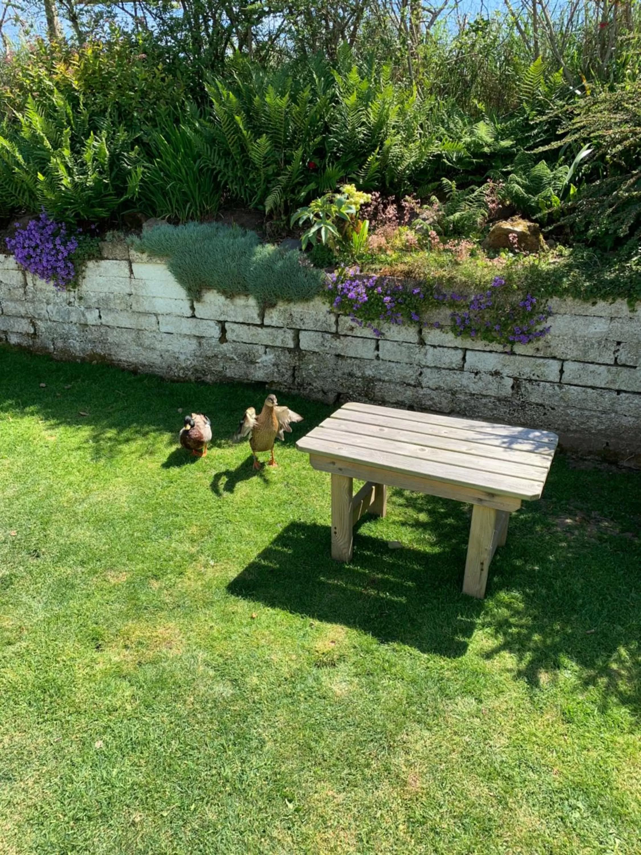 Garden in Ramsey House - Luxury Licensed B&B - Parking and Guest Lounge