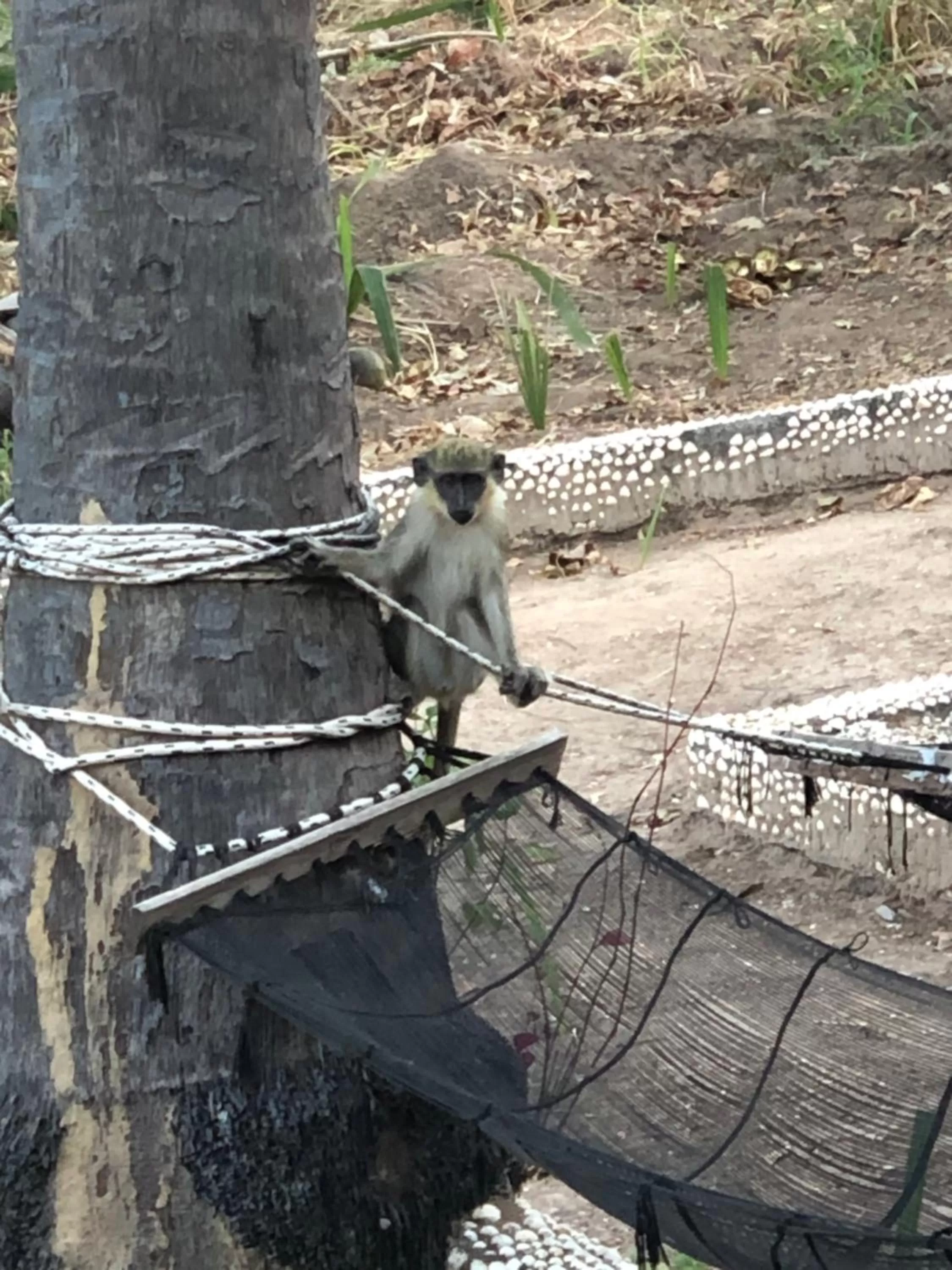 Animals in Nemasu Eco-lodge