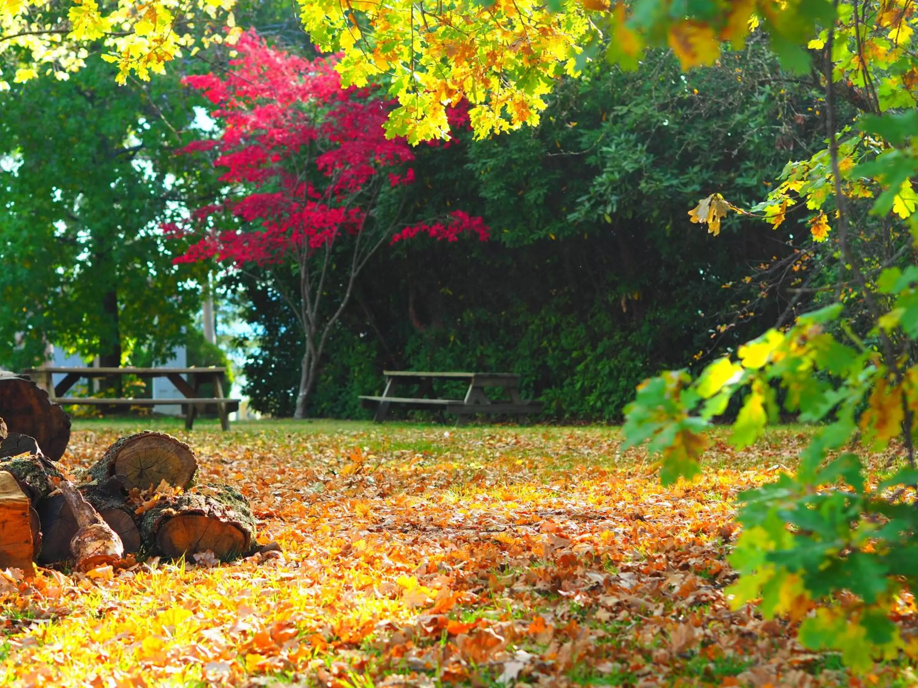 Animals, Garden in Linaker Art Deco Motel