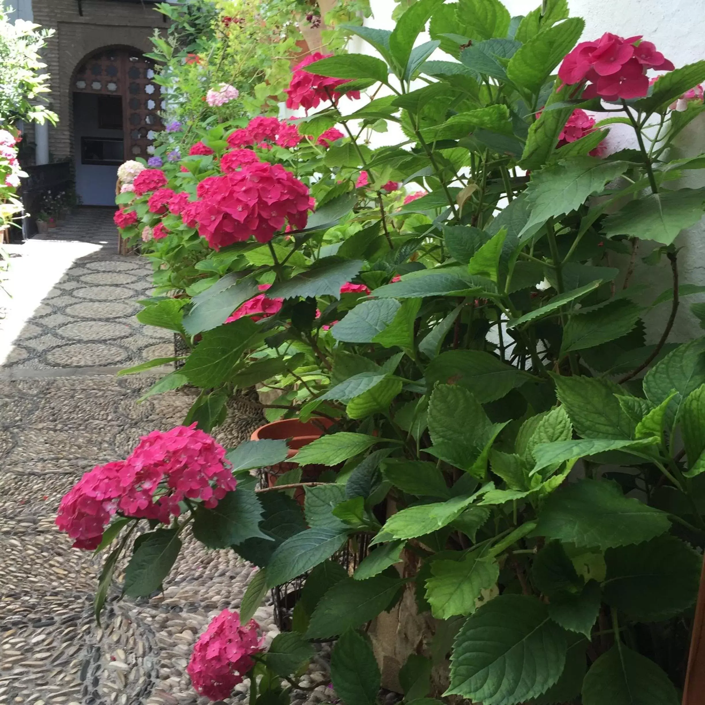 Facade/entrance, Garden in Los Patios