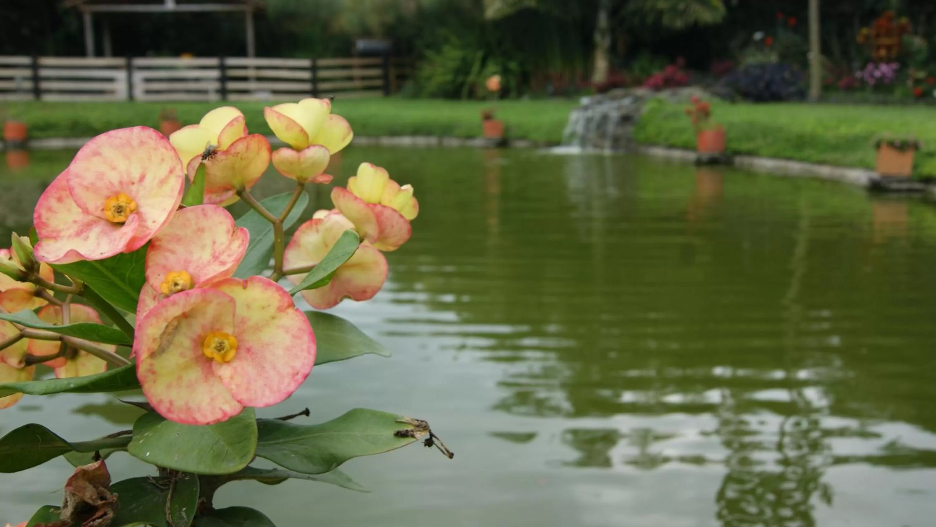 Garden in Matisses Hotel & Spa