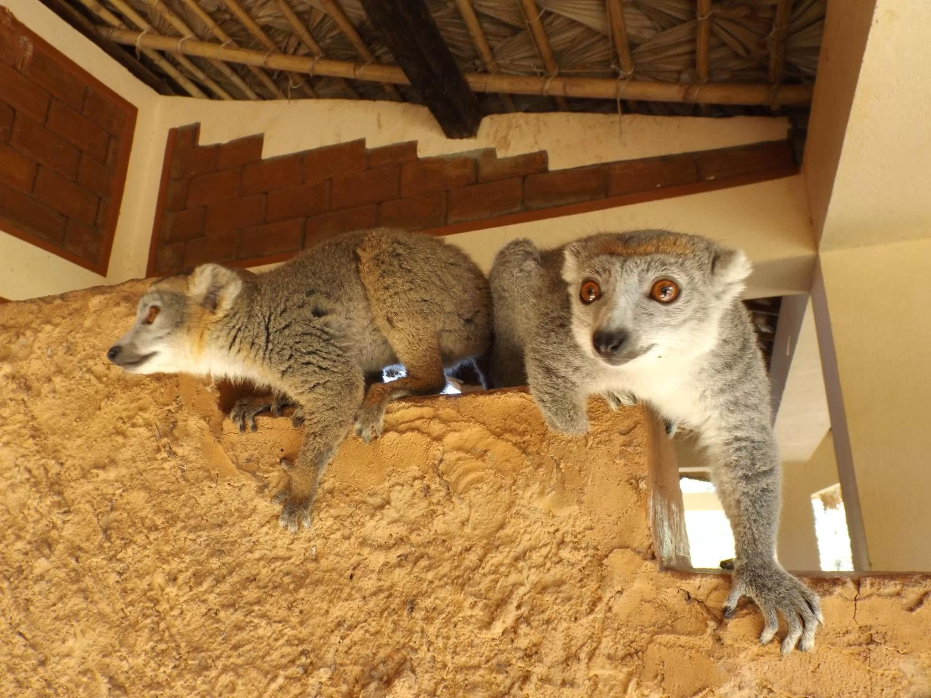 Other in Hotel Lakana Ramena