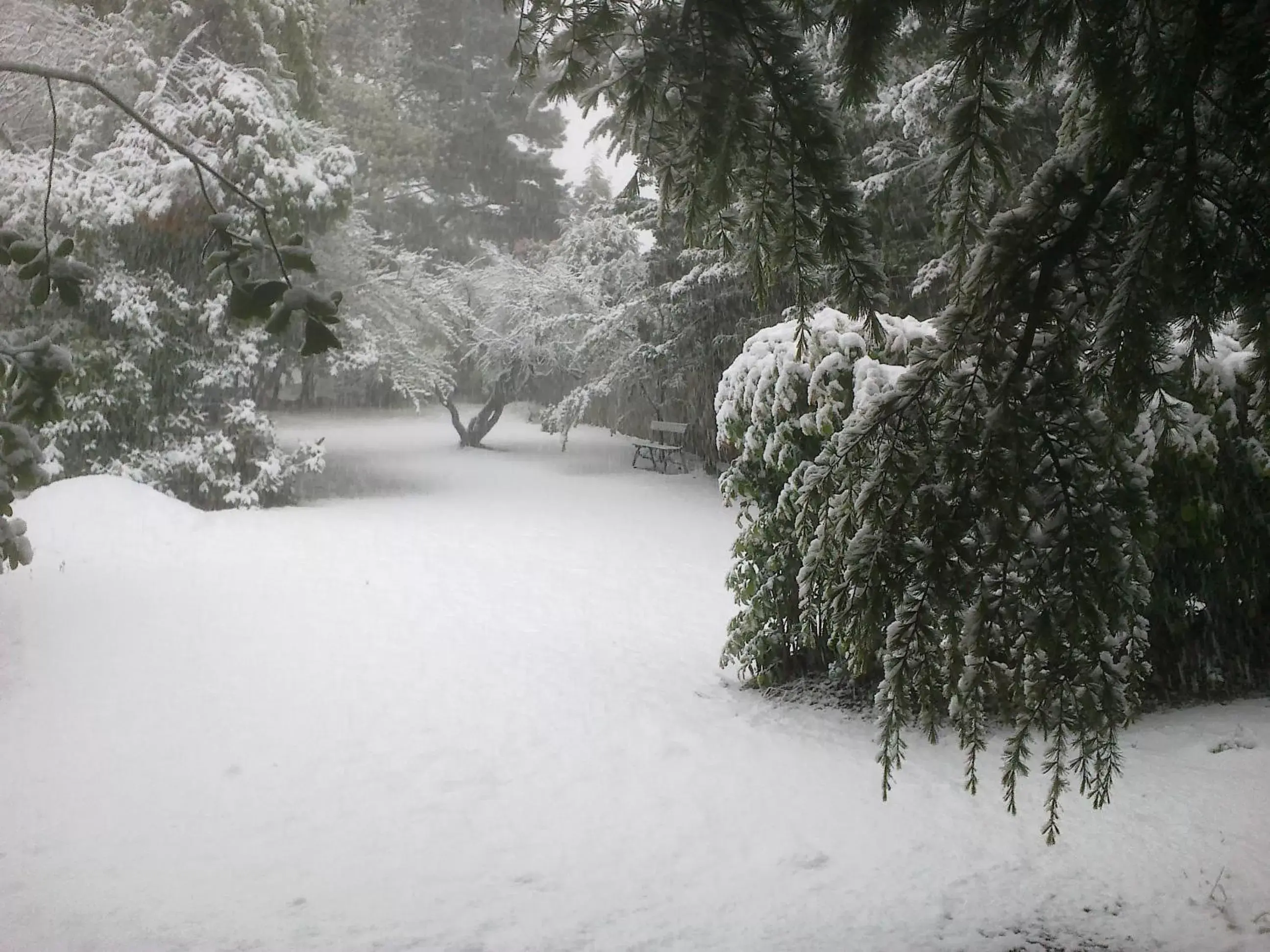 Natural landscape, Winter in Blackheath Motor Inn