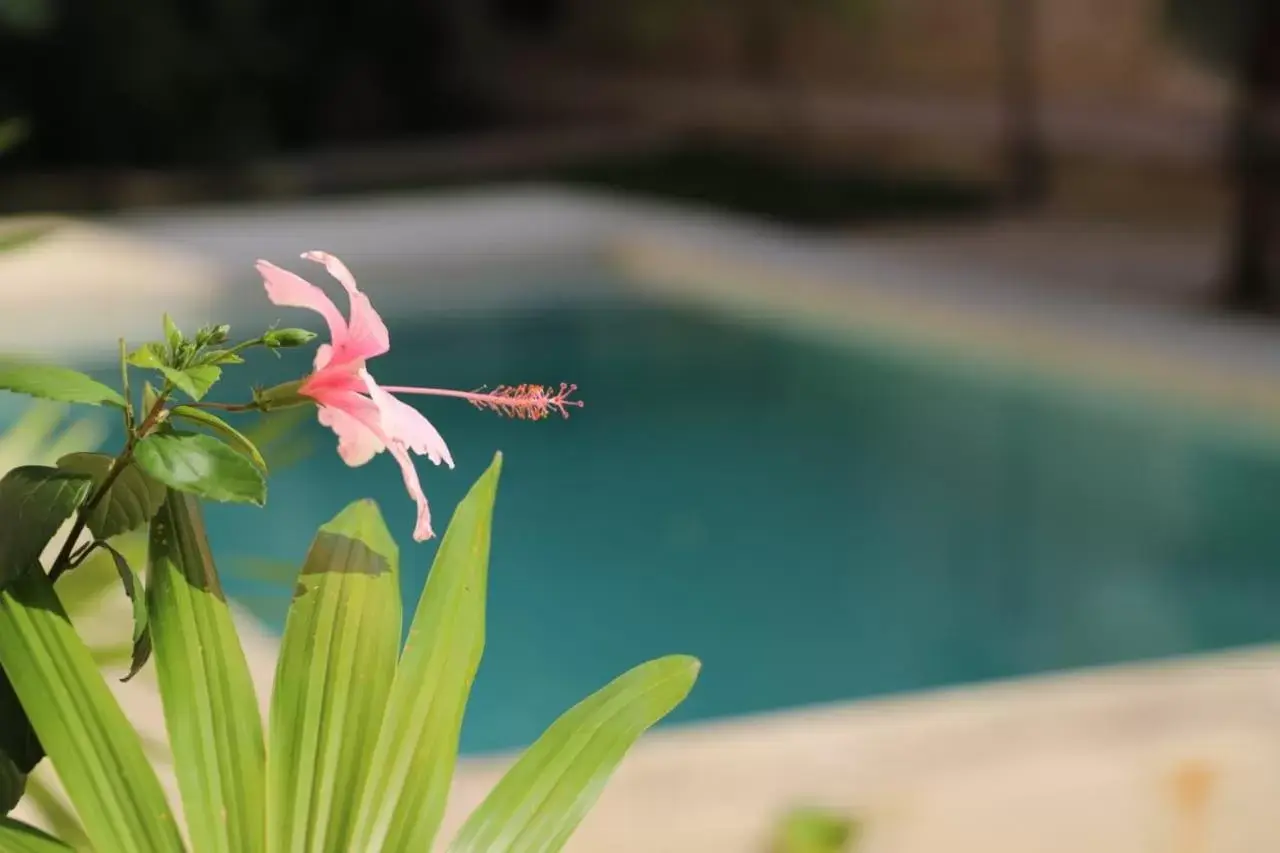 Garden view, Swimming Pool in Nuik Casa Tropical