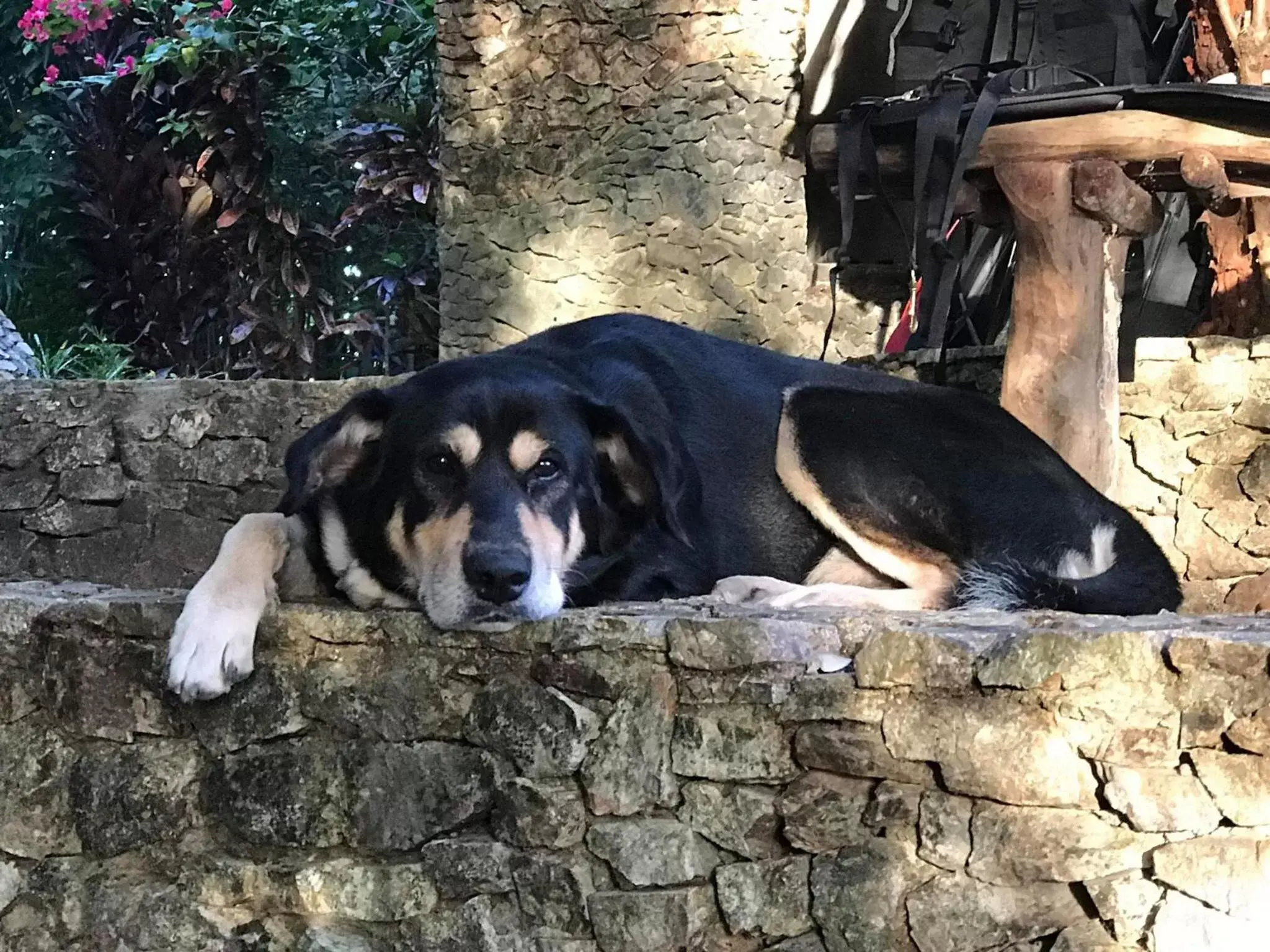 Pets in Sanctuaria Treehouses Busuanga