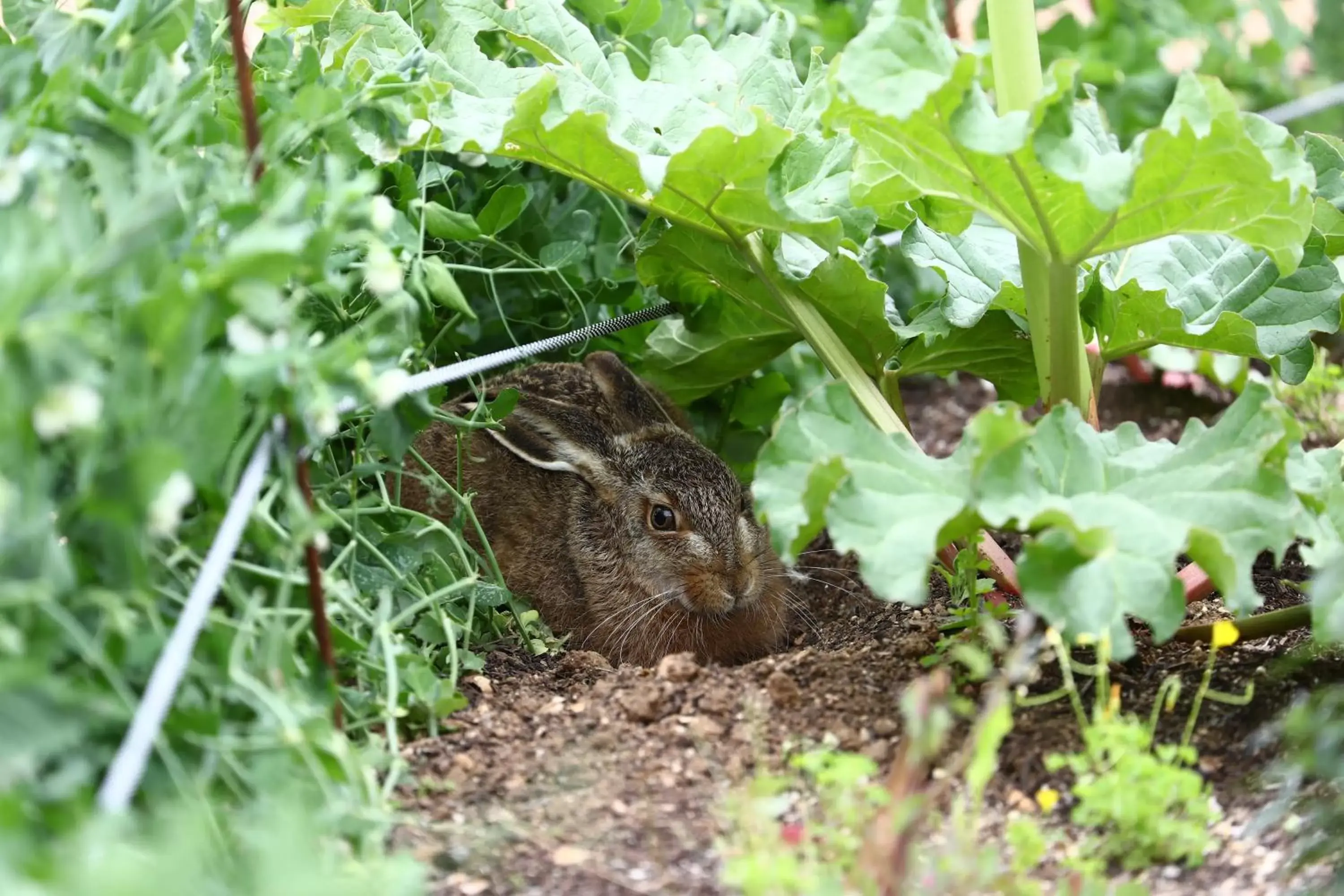 Garden, Other Animals in Villa Balis Crema Verona Hills