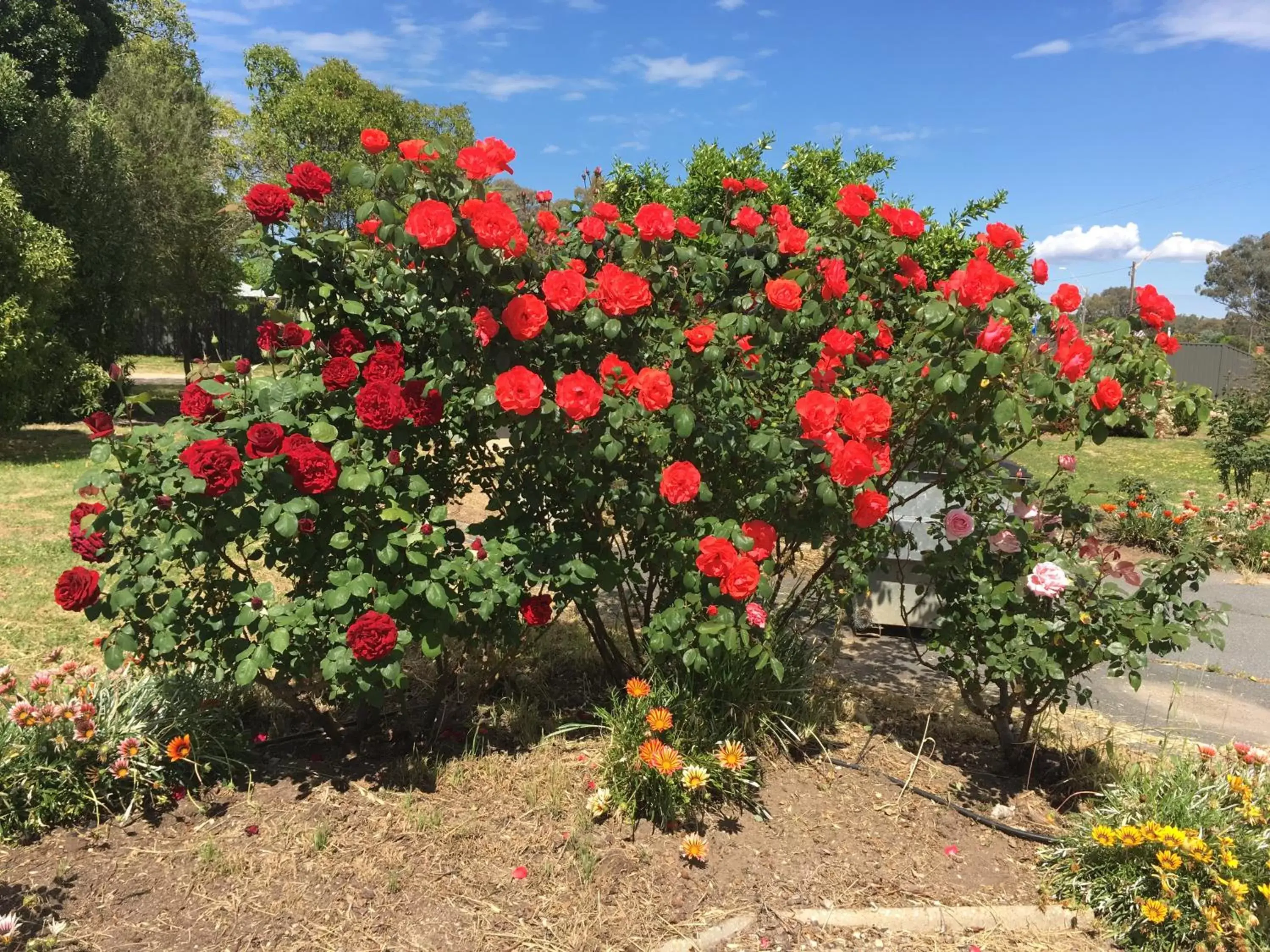 Garden in Byer Fountain Motor Inn