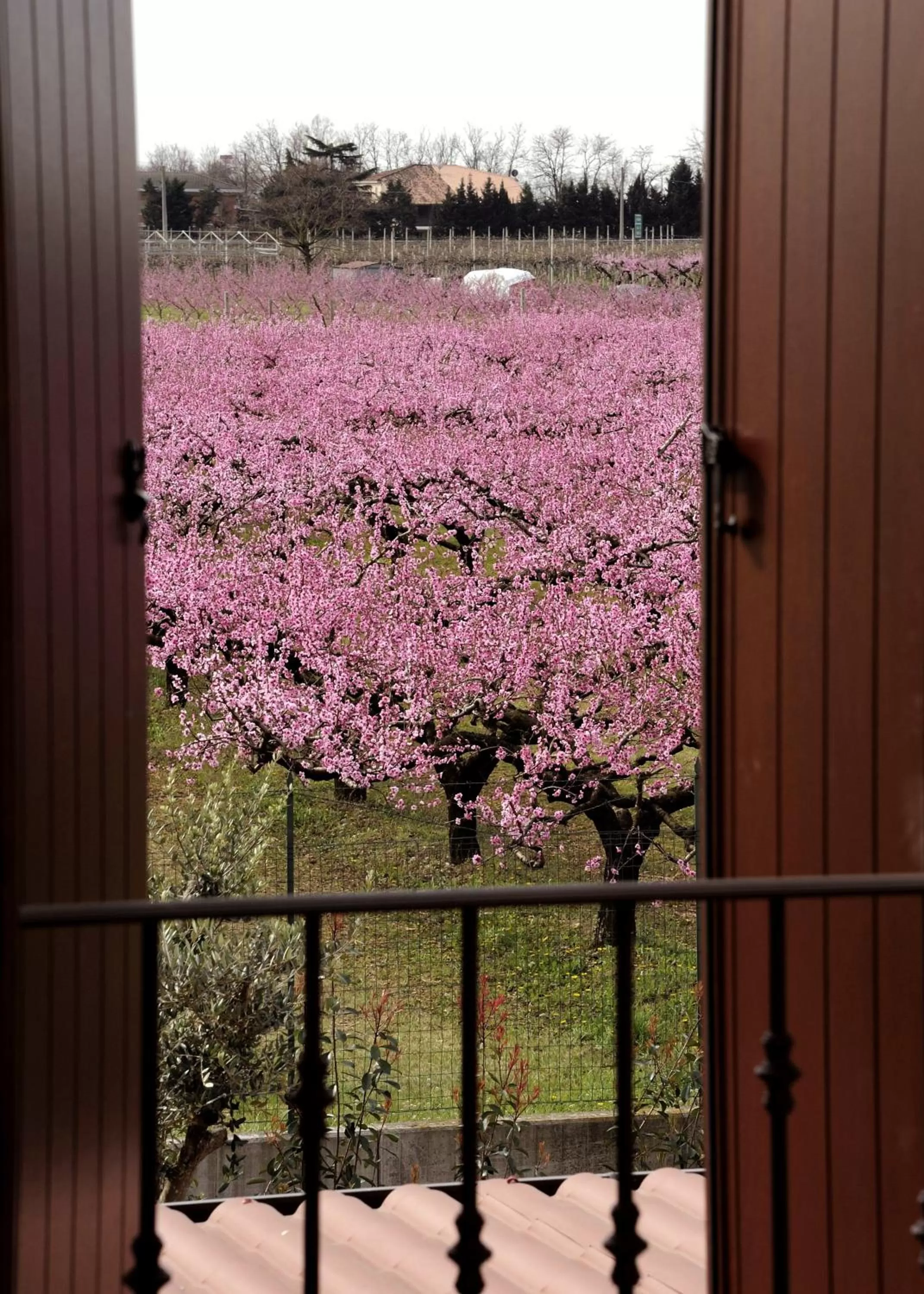 Garden view in Corte Caselle