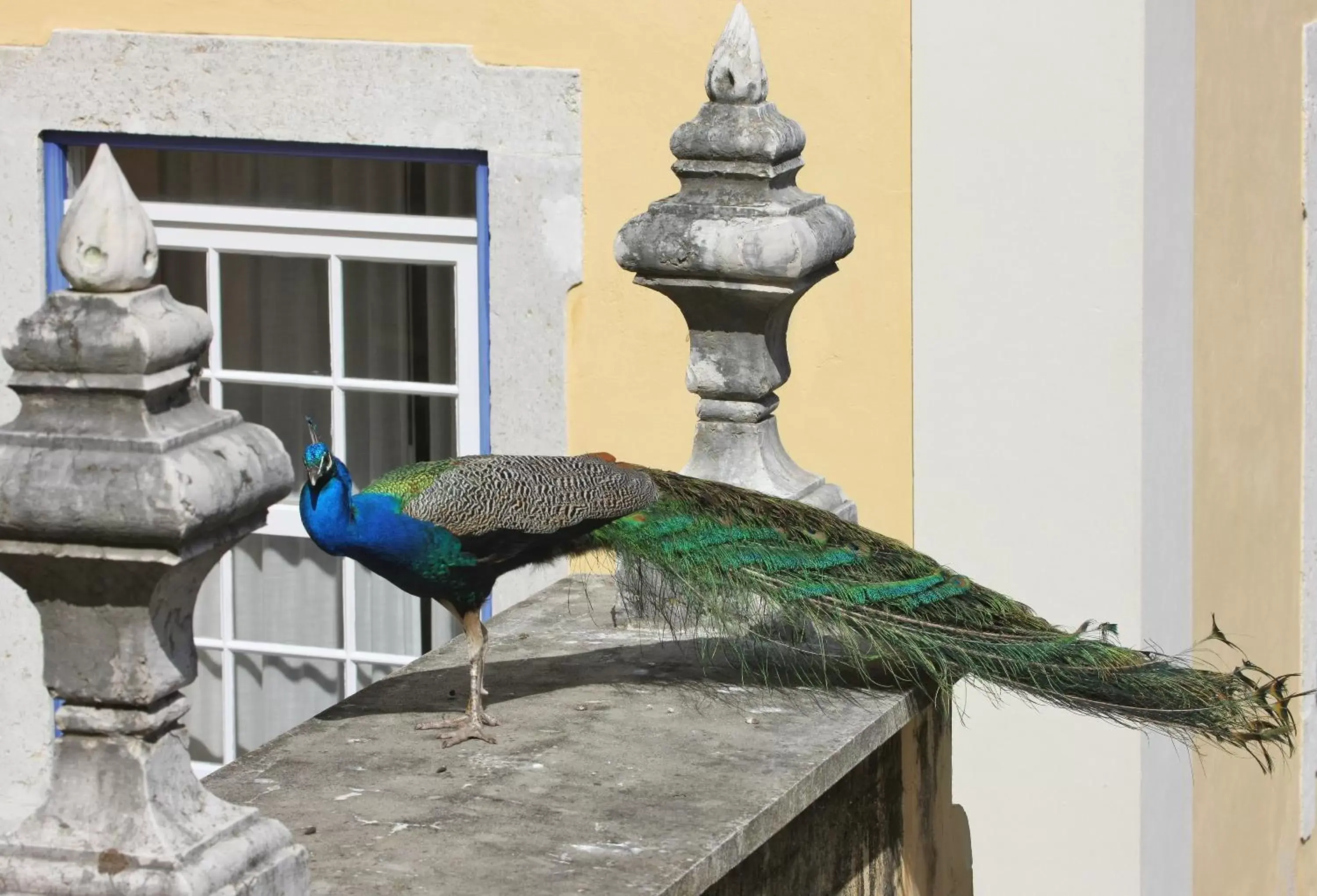 Patio, Other Animals in Solar do Castelo - Lisbon Heritage Collection - Alfama