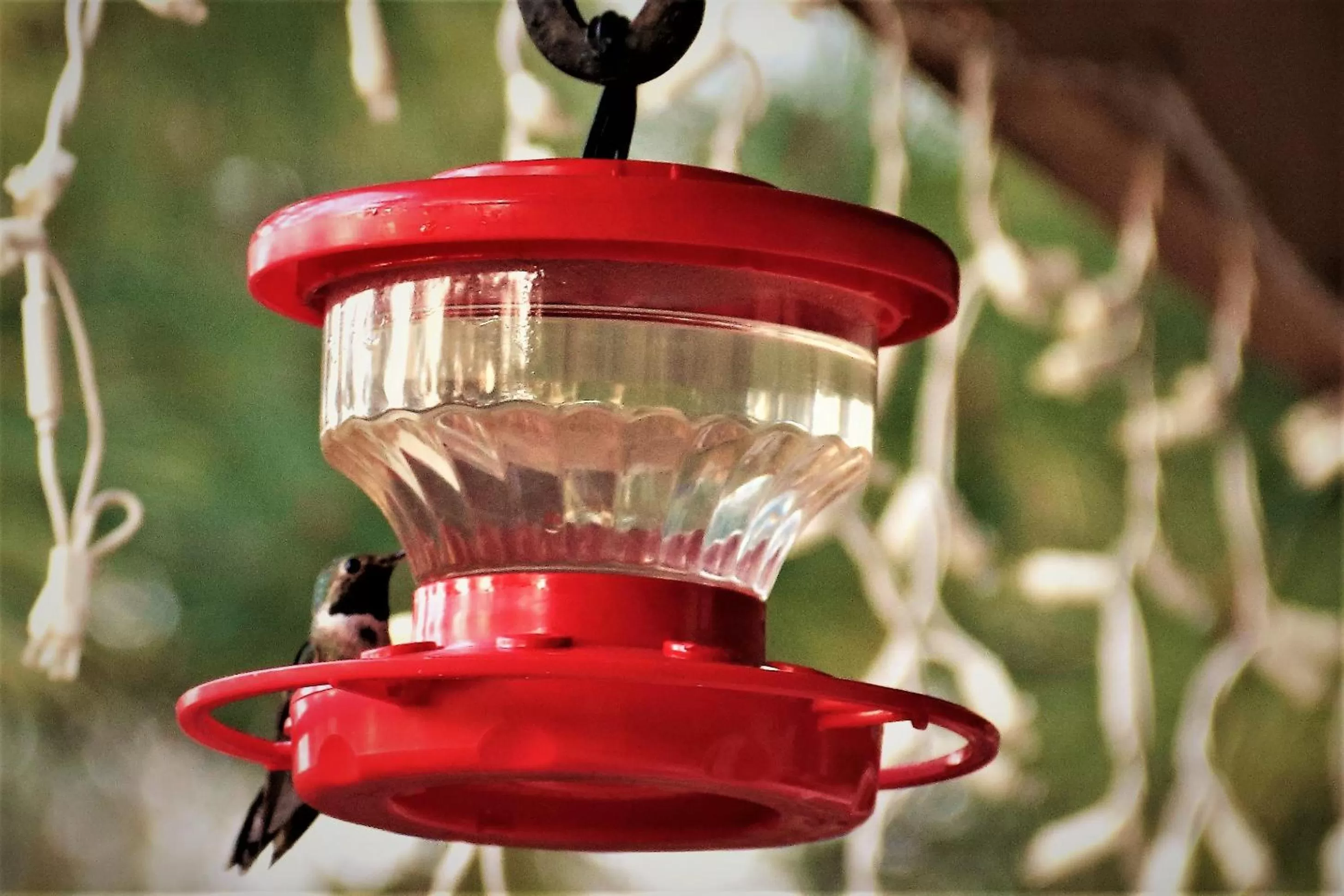 Animals, Drinks in Sheridan House Inn- Adult Only Accommodation