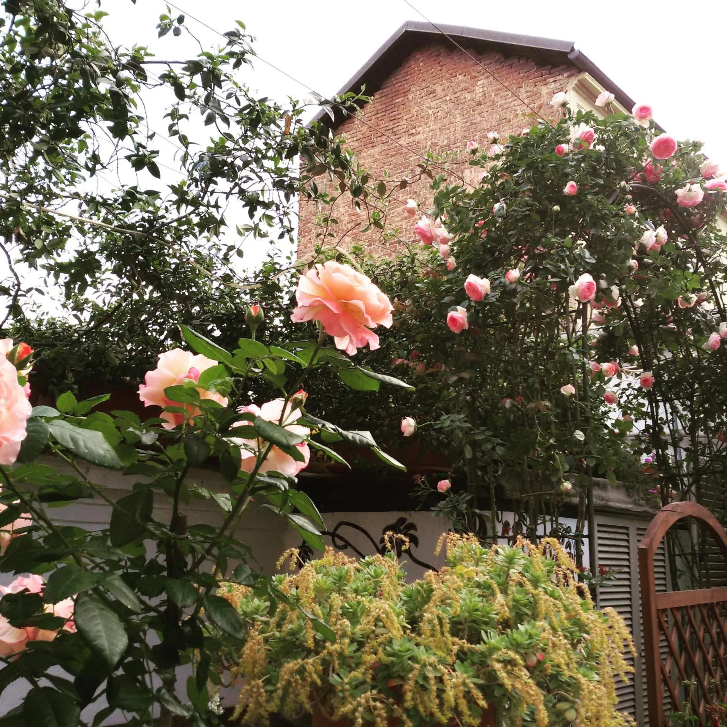 Balcony/Terrace in Albergo Avalon