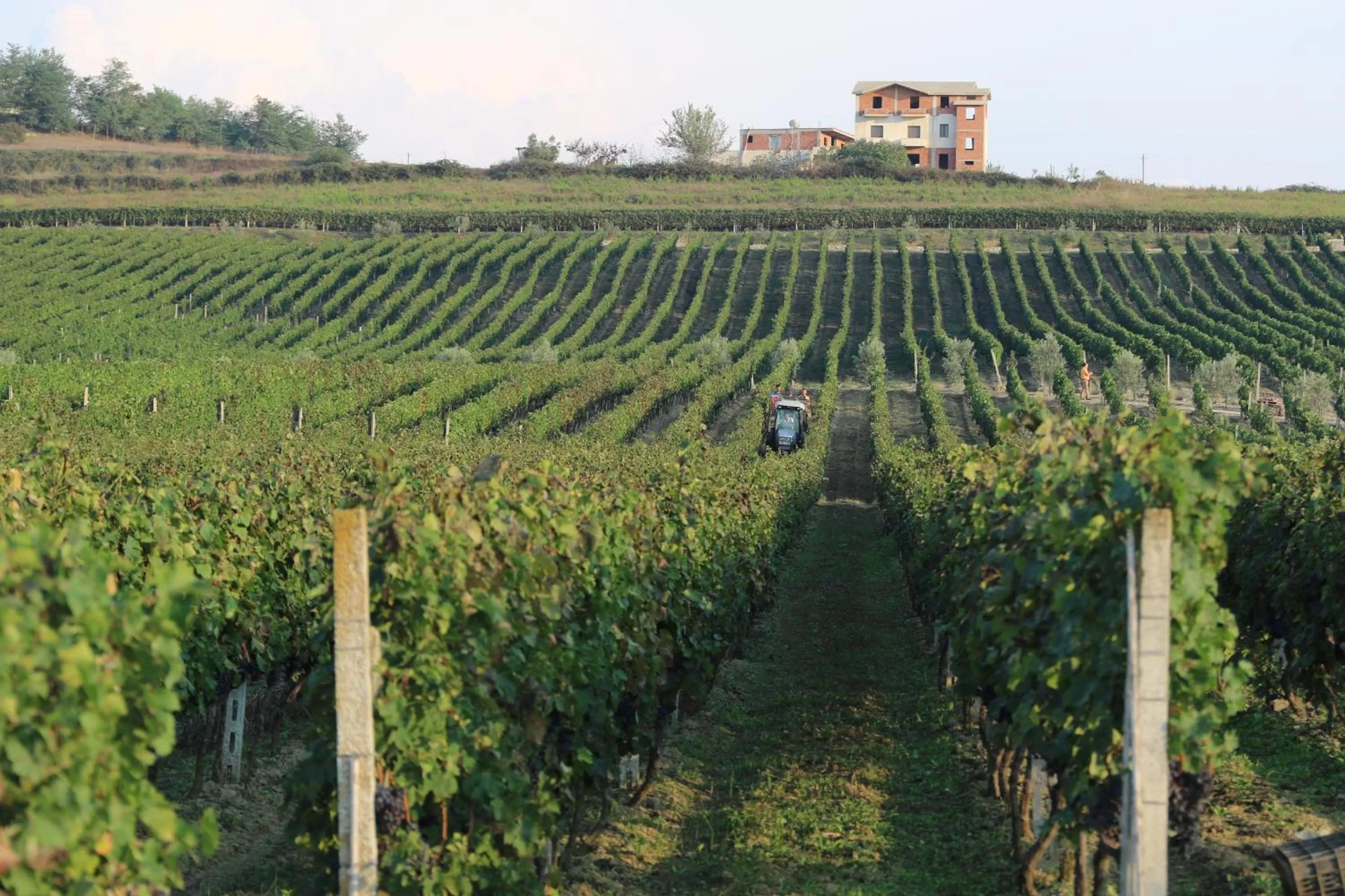 Natural landscape in Vinea Resort