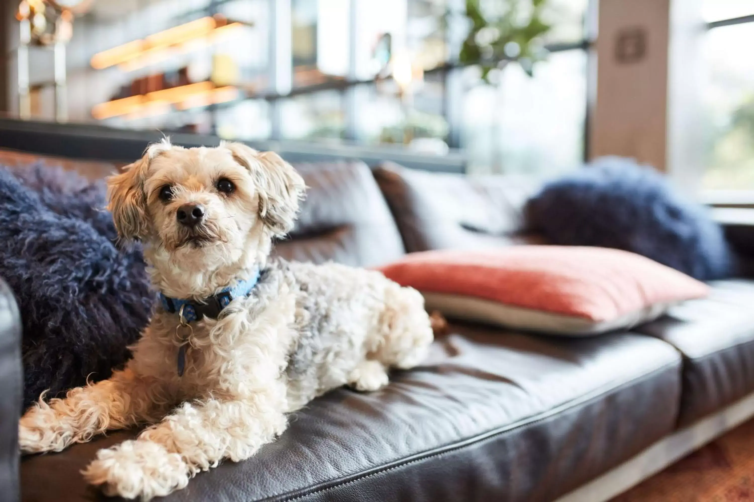 Lobby or reception, Pets in Hotel Kabuki, part of JdV by Hyatt