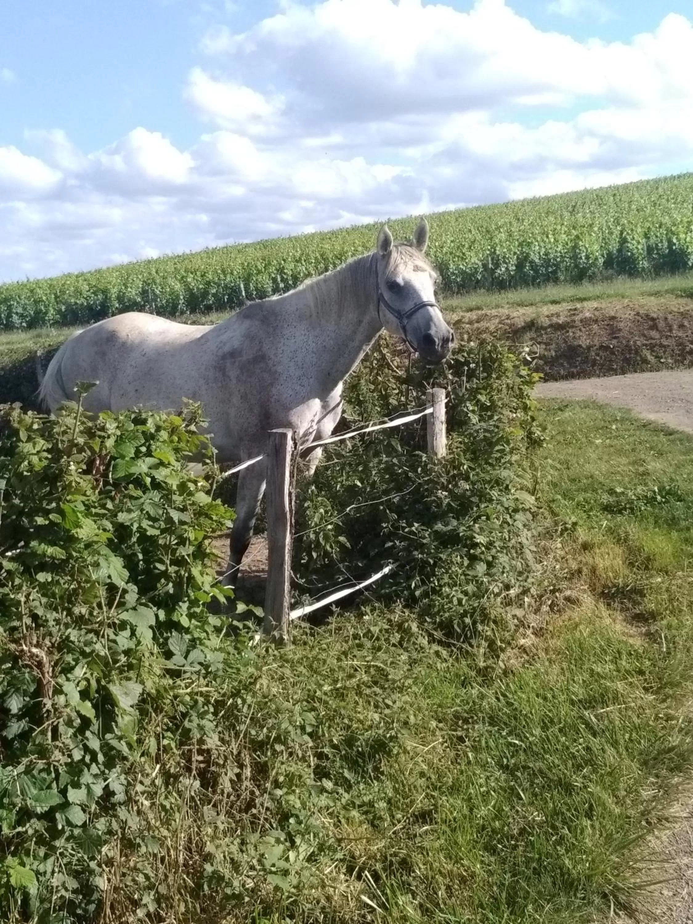 Pets, Other Animals in Virginie et Serge