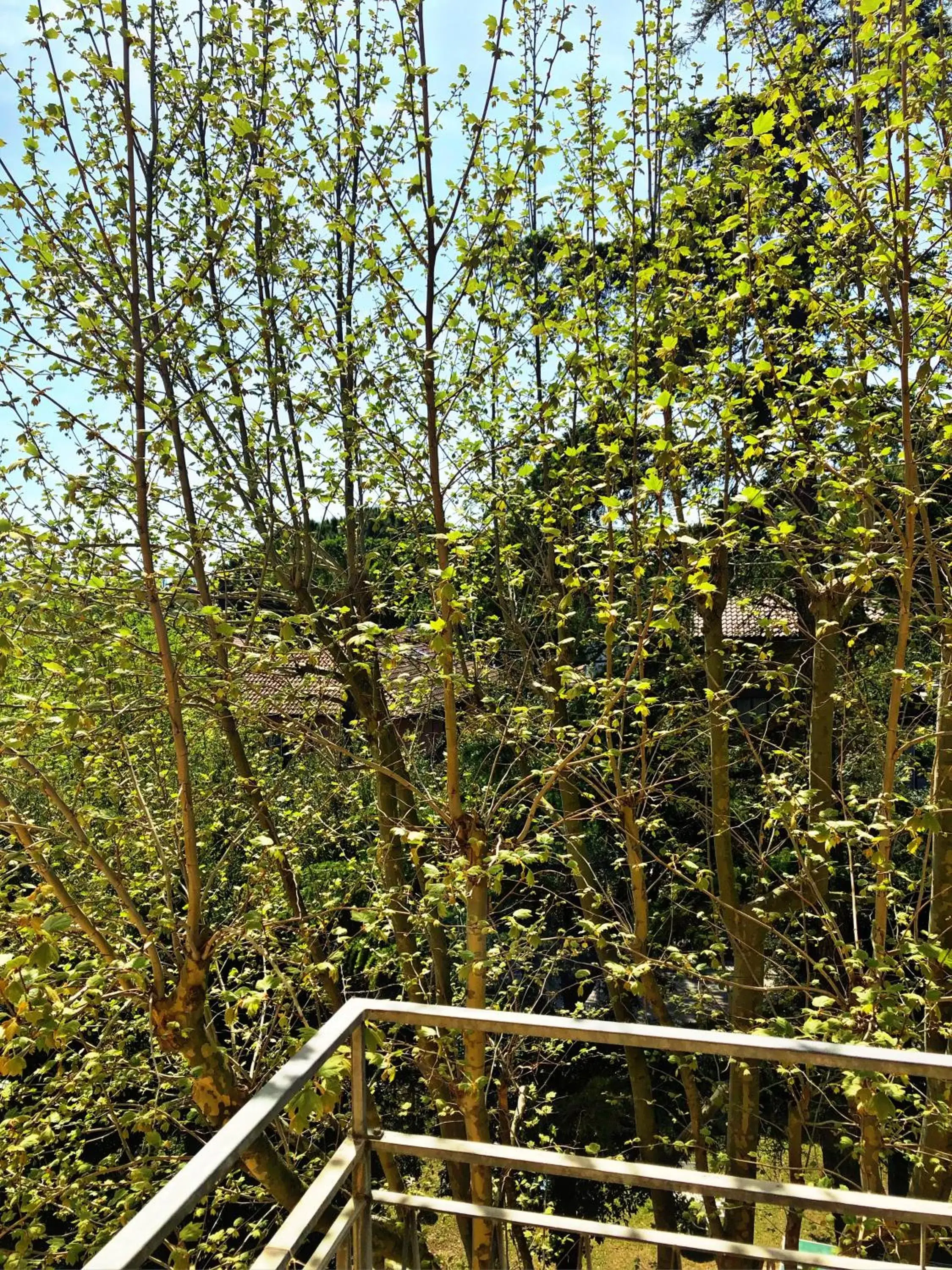 Balcony/Terrace in Hotel del Falco