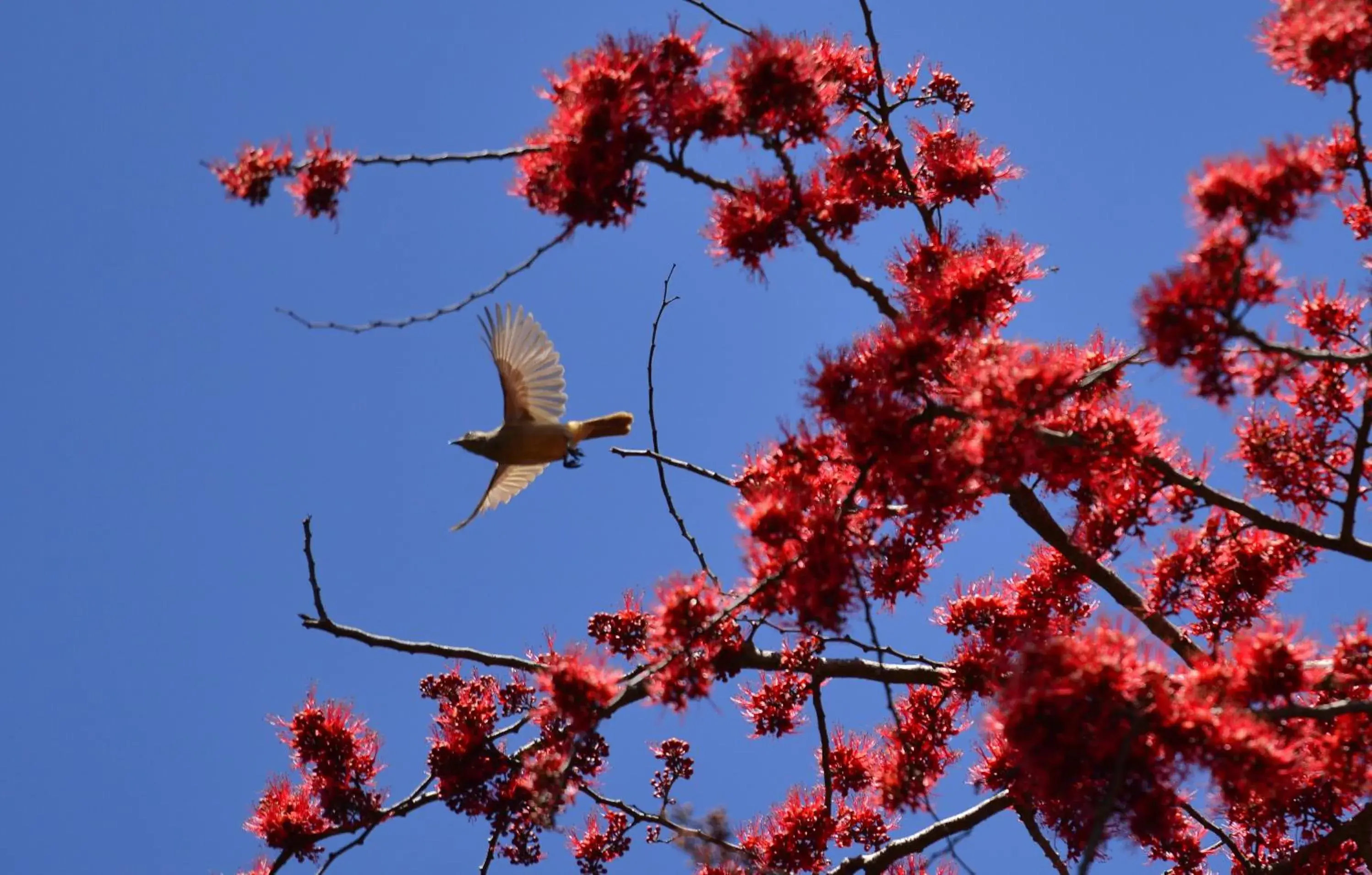 Pets, Other Animals in Baan Nam Ping Riverside Homestay