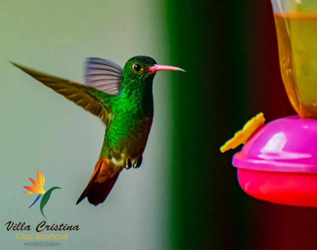 Animals in Villa Cristina - Casa Boutique