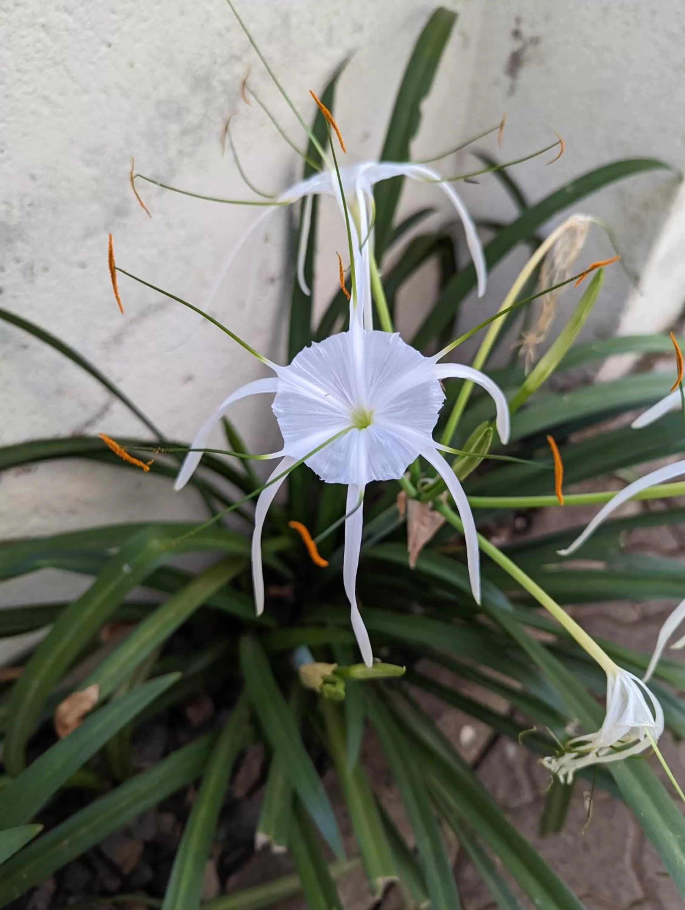 Garden in Annodas Homes Milimani Kisumu