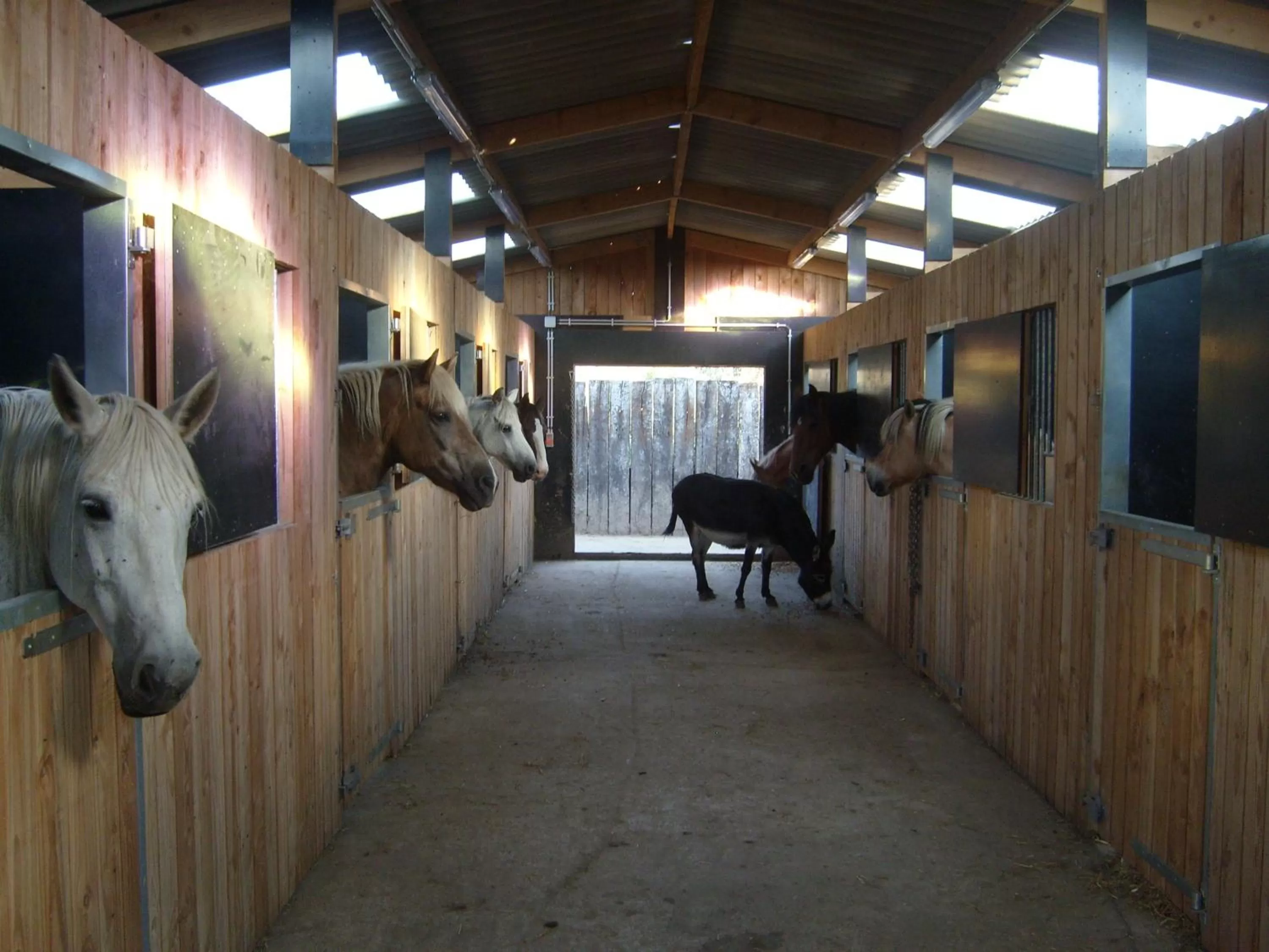 Area and facilities, Other Animals in B&B Willow Springs Way Station