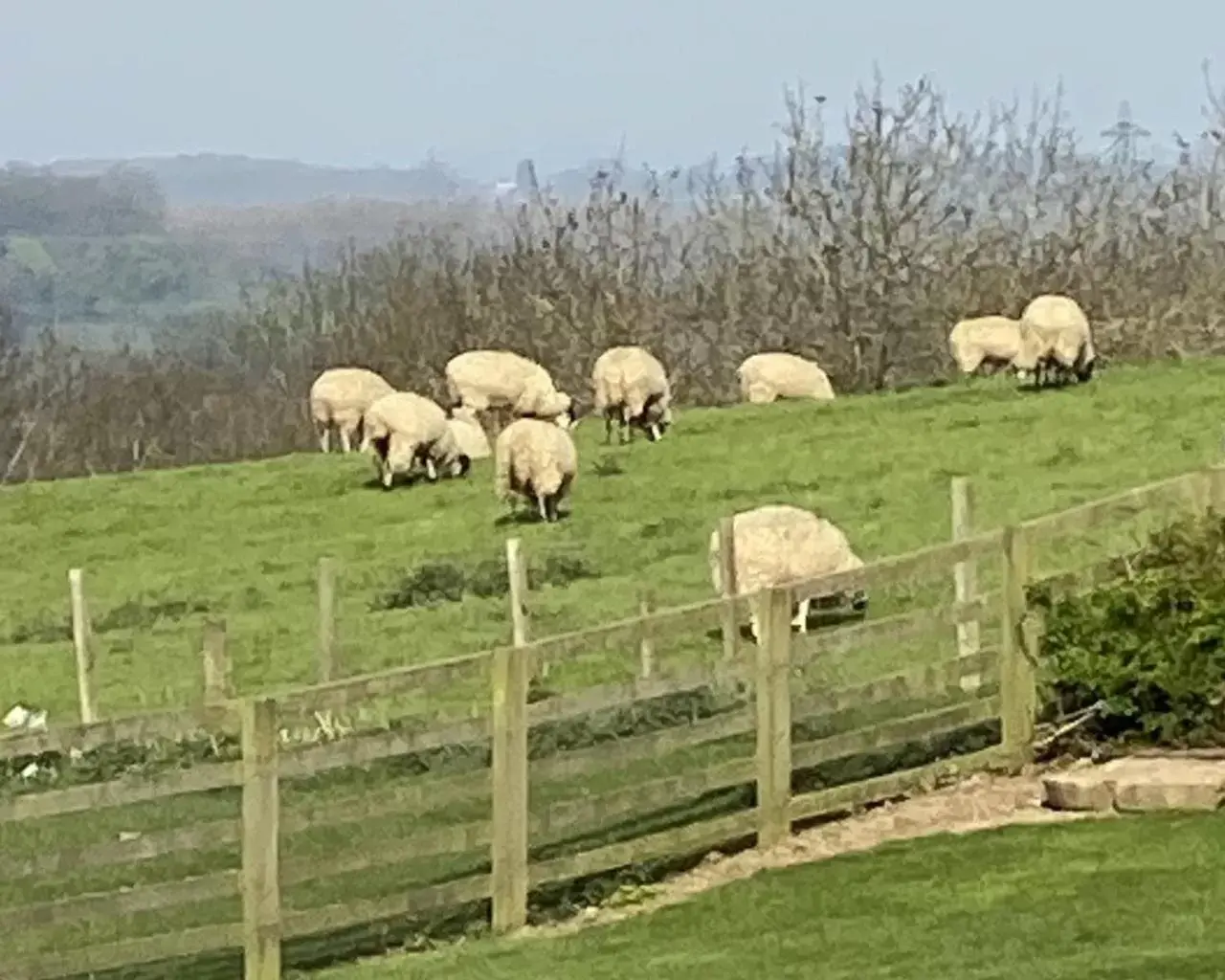 Natural landscape, Other Animals in The Carpenters Arms