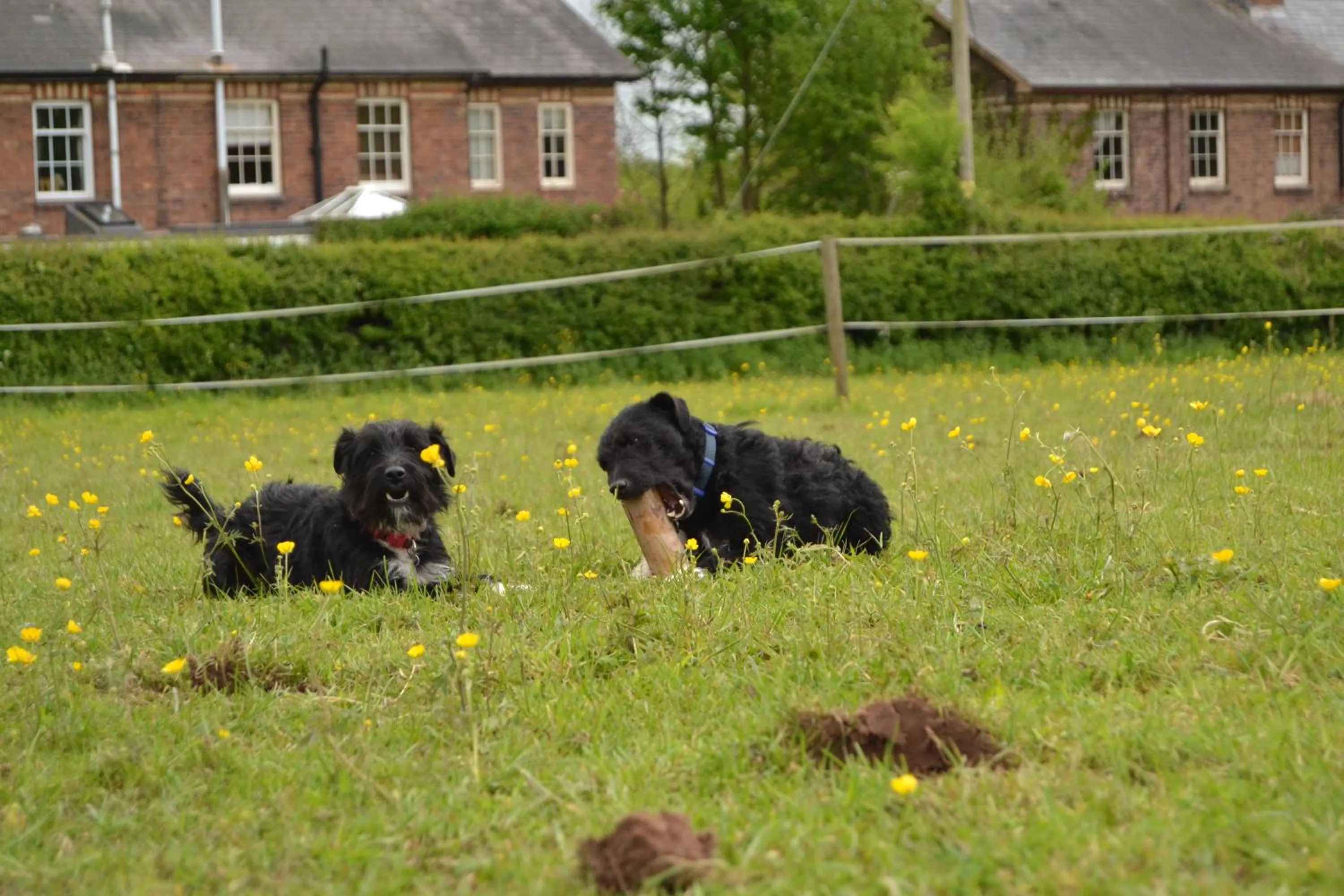 Animals in Pine Tree Lodge, Bridgnorth