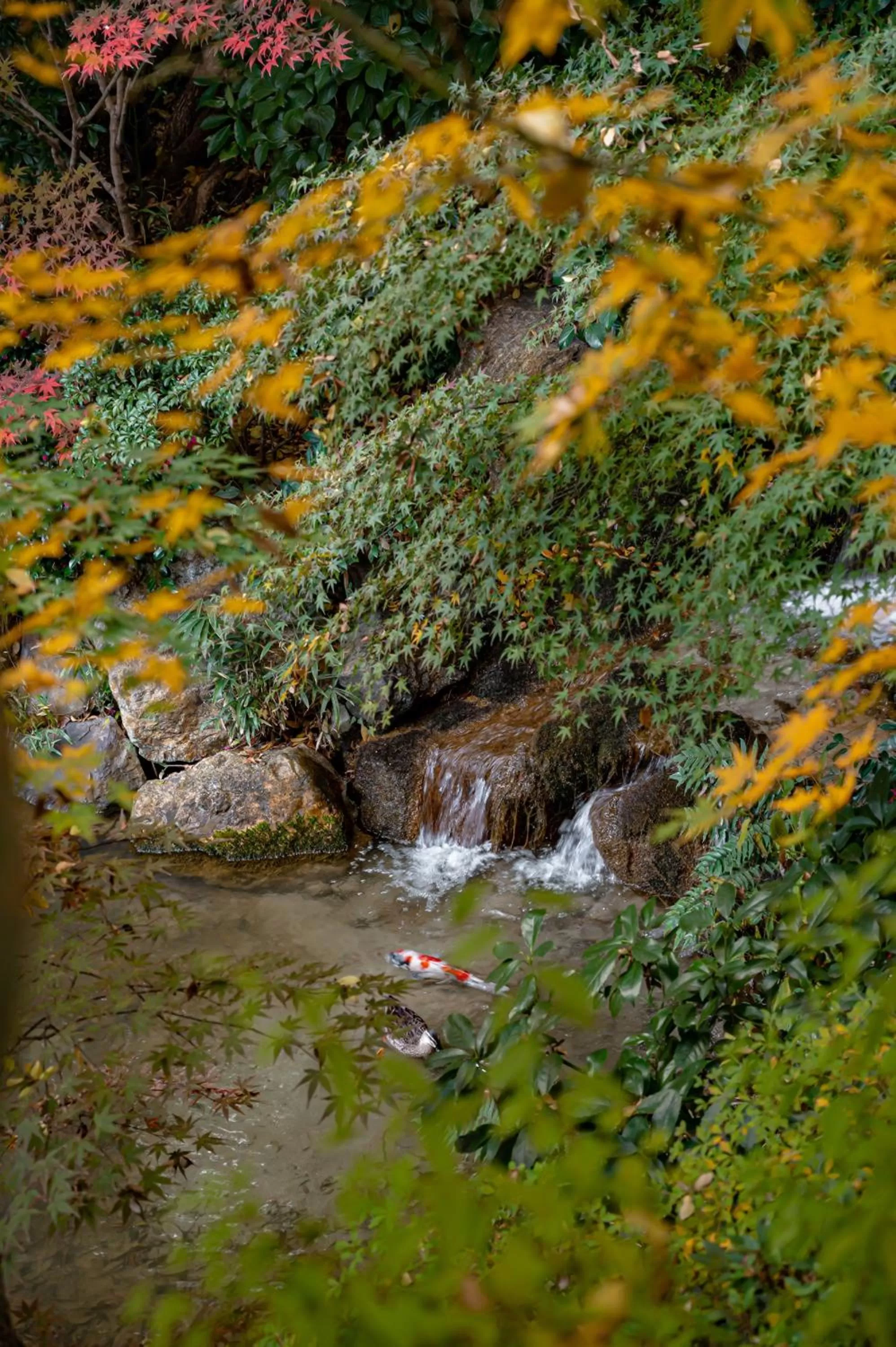 Garden in Four Seasons Hotel Kyoto