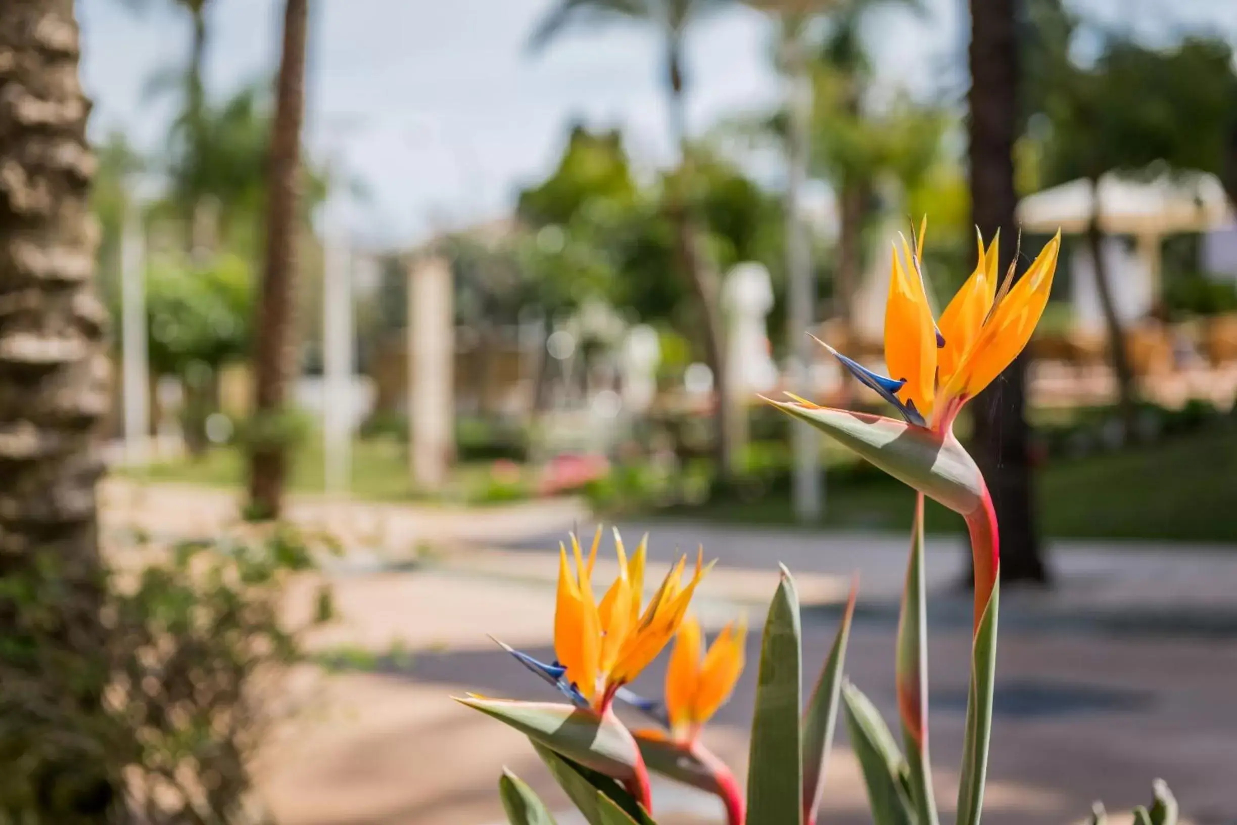 Garden in Alanda Marbella Hotel