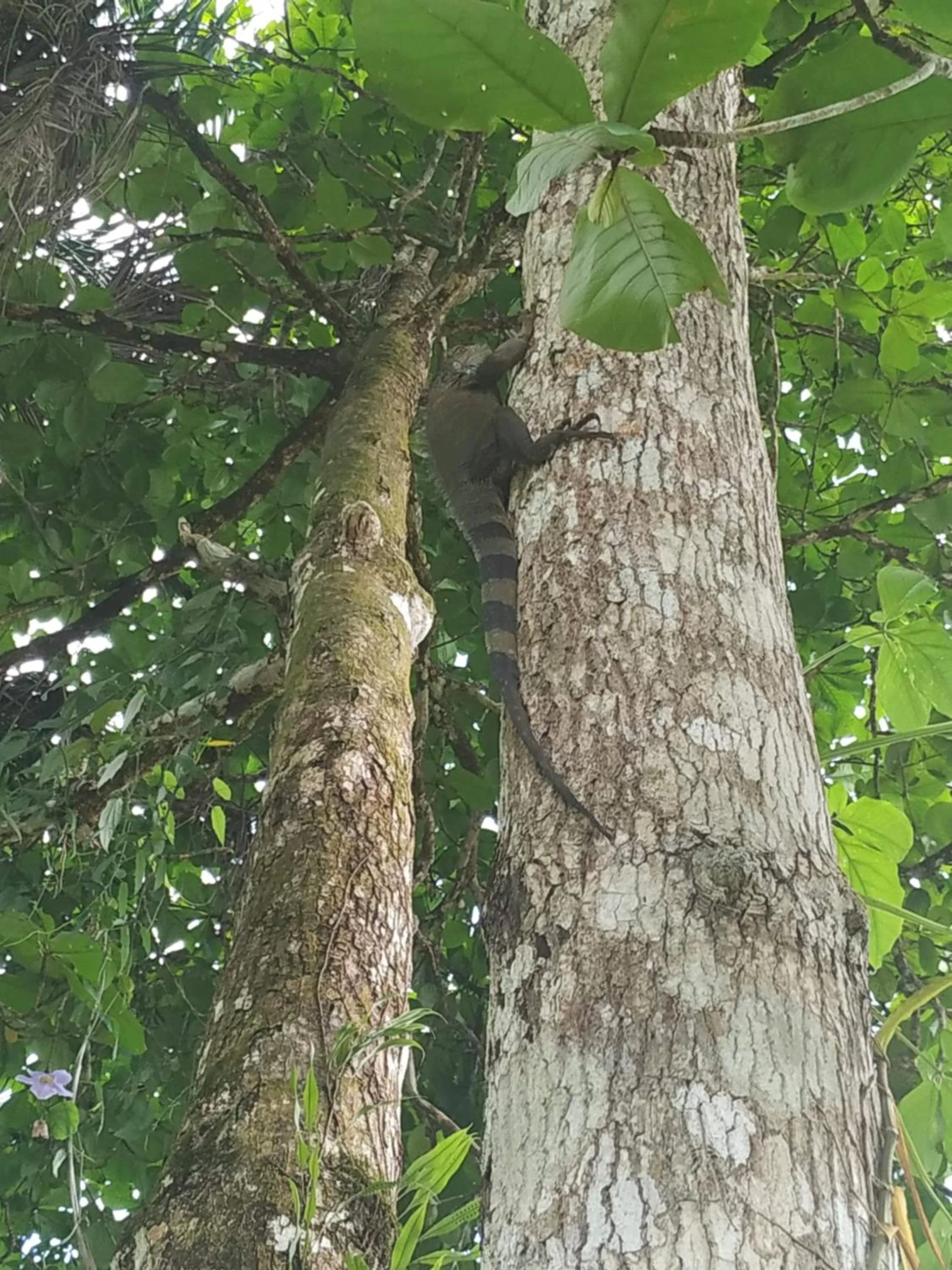 La Luciernaga Big Creek