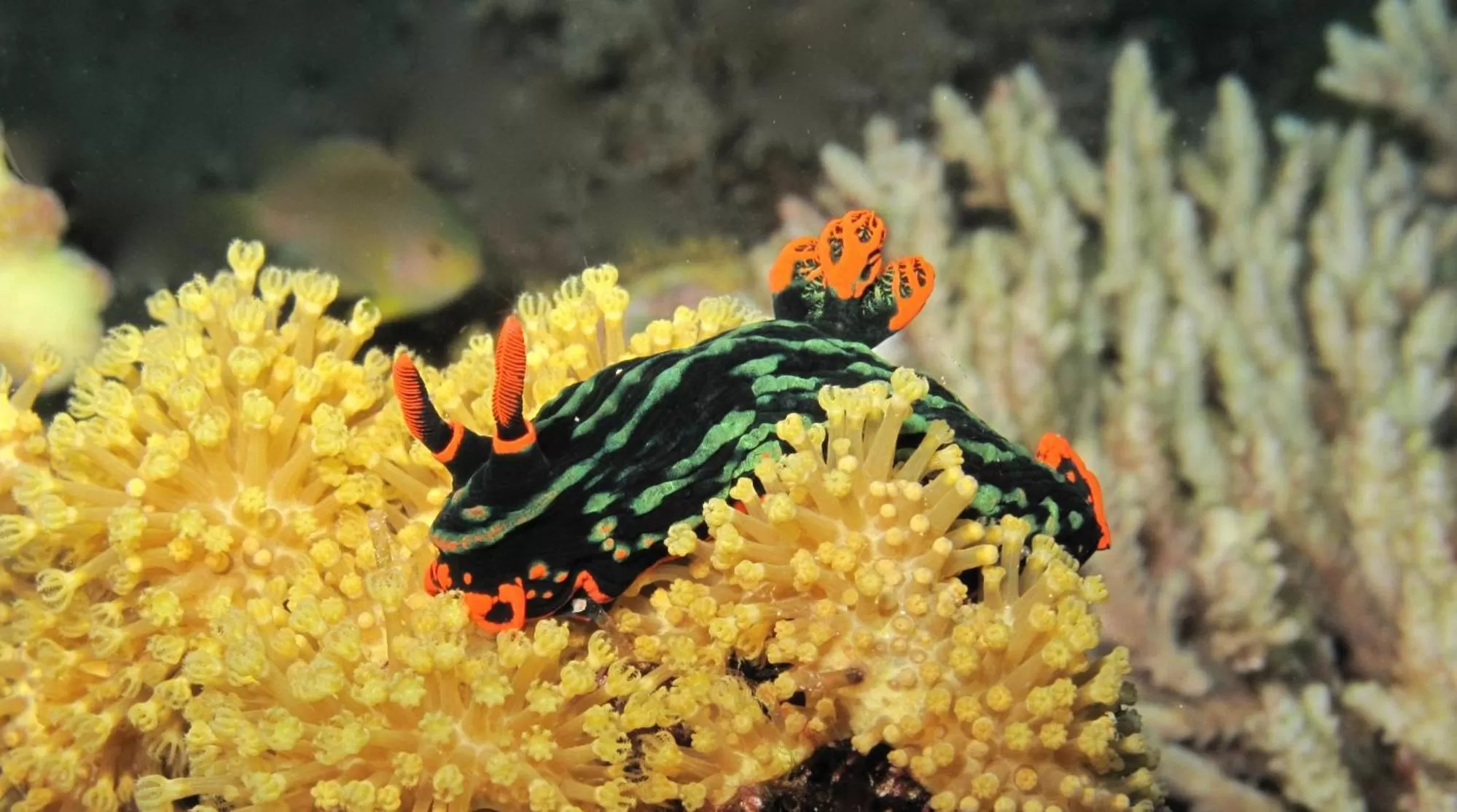 Diving in Punta Bulata White Beach Resort & Spa