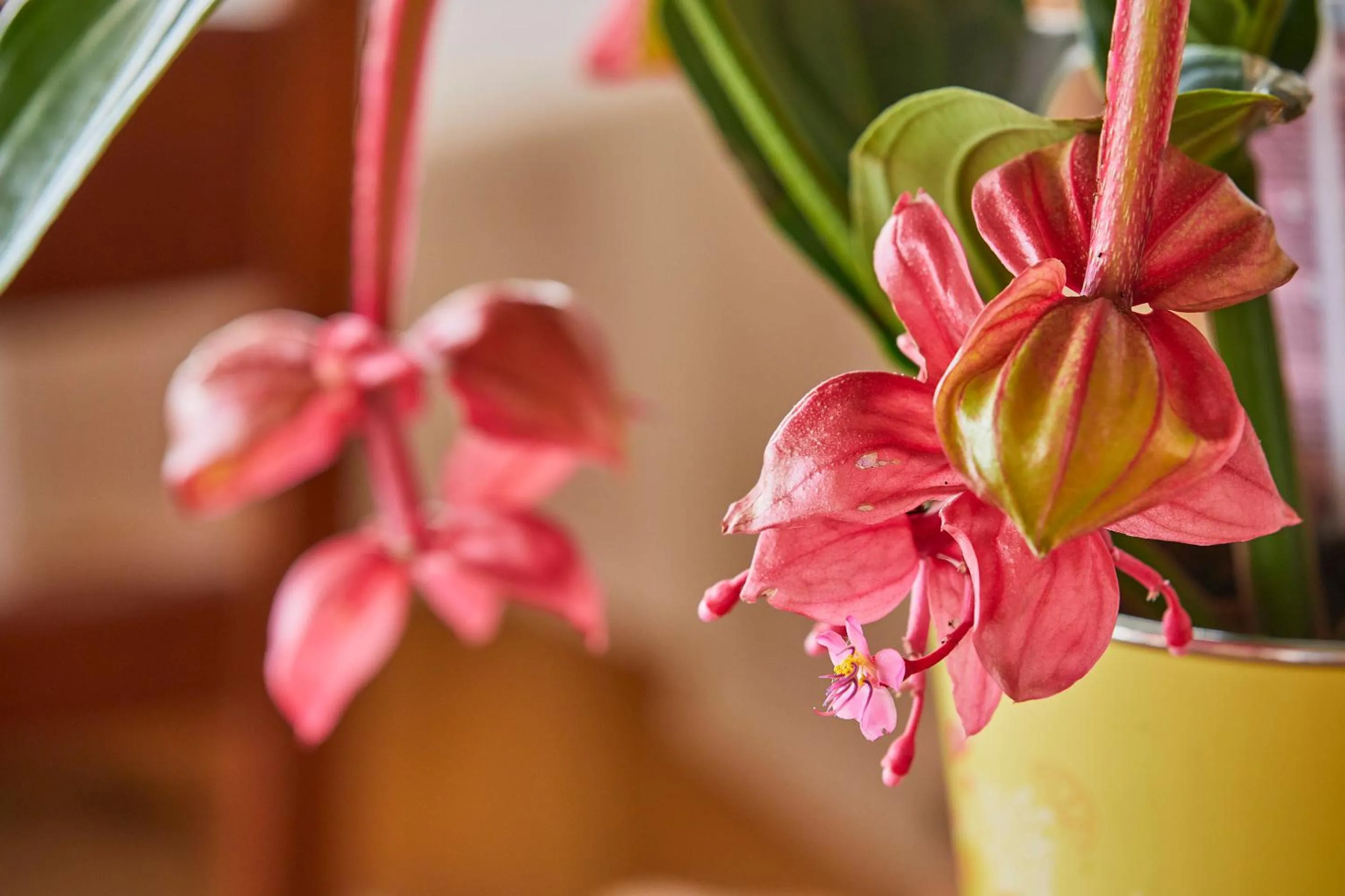 Decorative detail in Hotel Cupidor