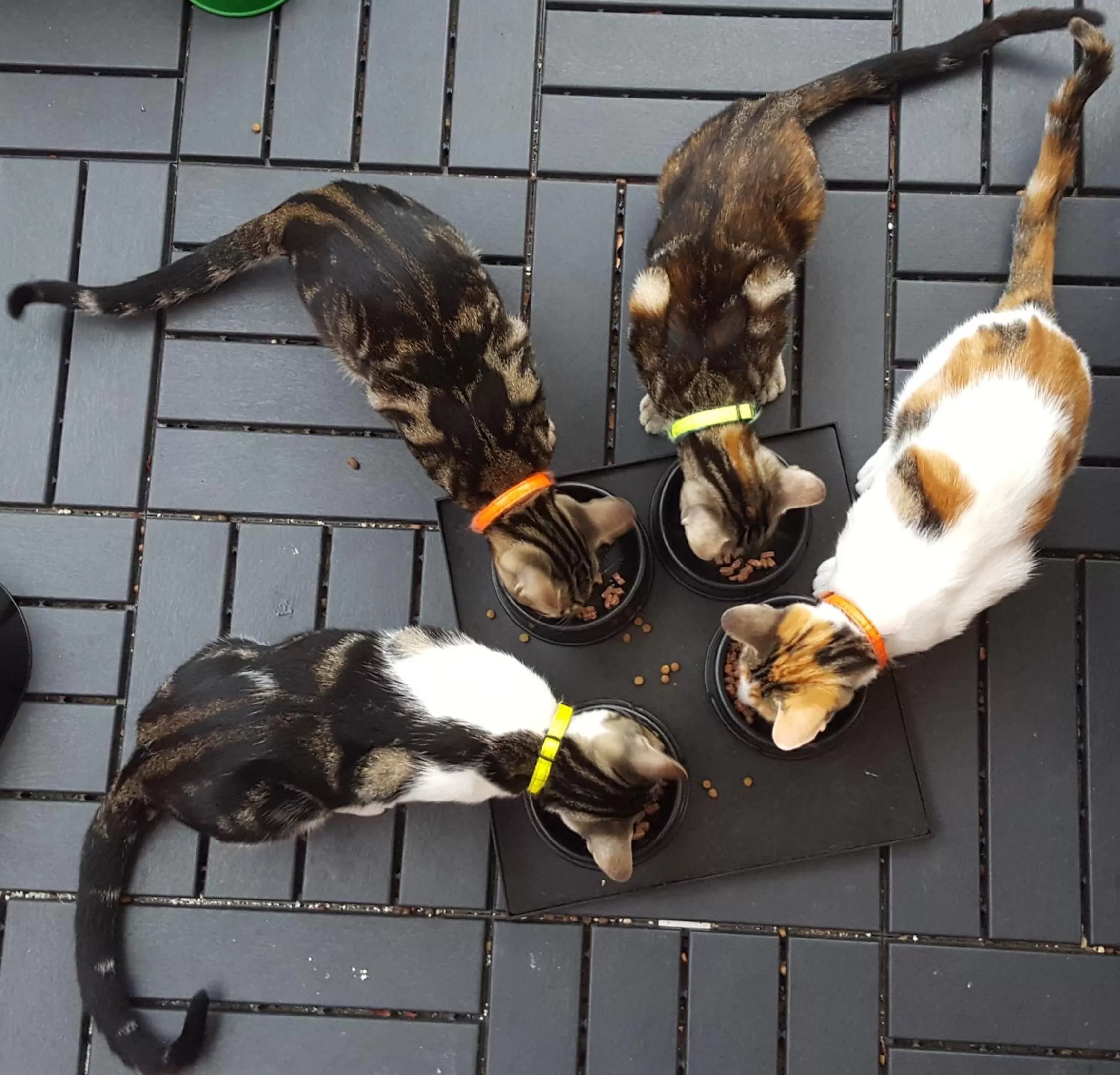 Pets in Tings Lisbon