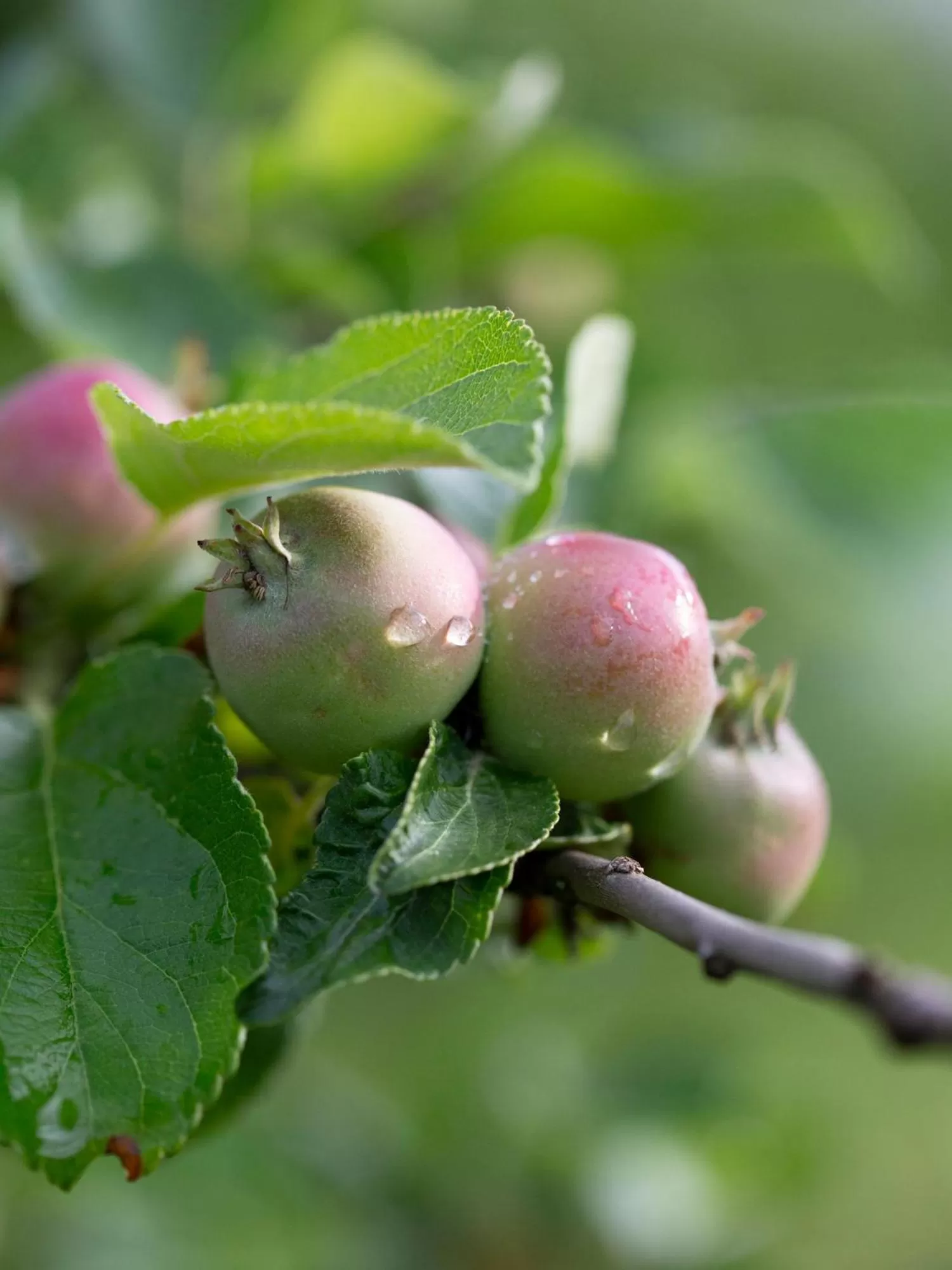 Garden in Sikfors Herrgård