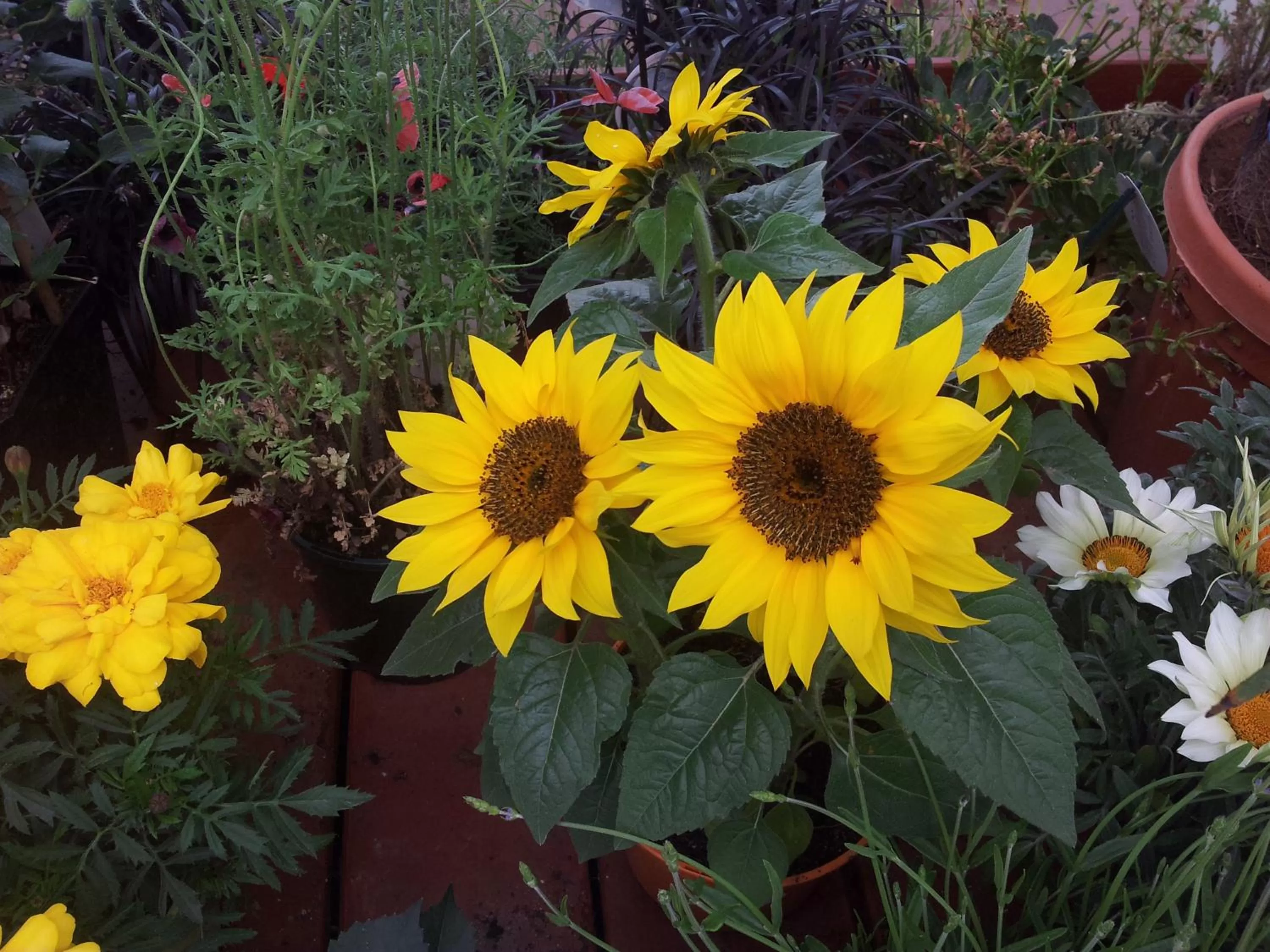 Property building in Les Rêves de Flamboin