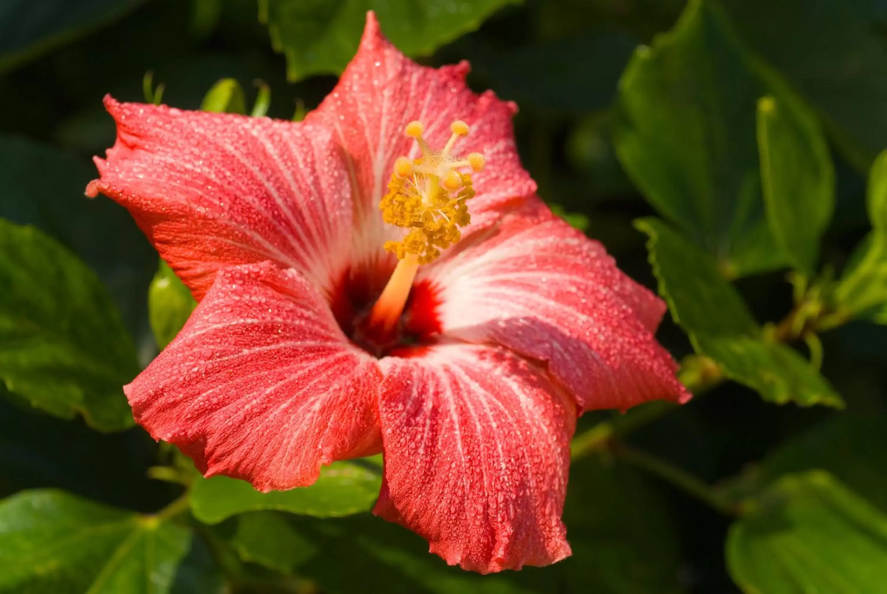 Garden in Casa Del Mar Beachfront Suites Garden in Casa Del Mar Beachfront Suites