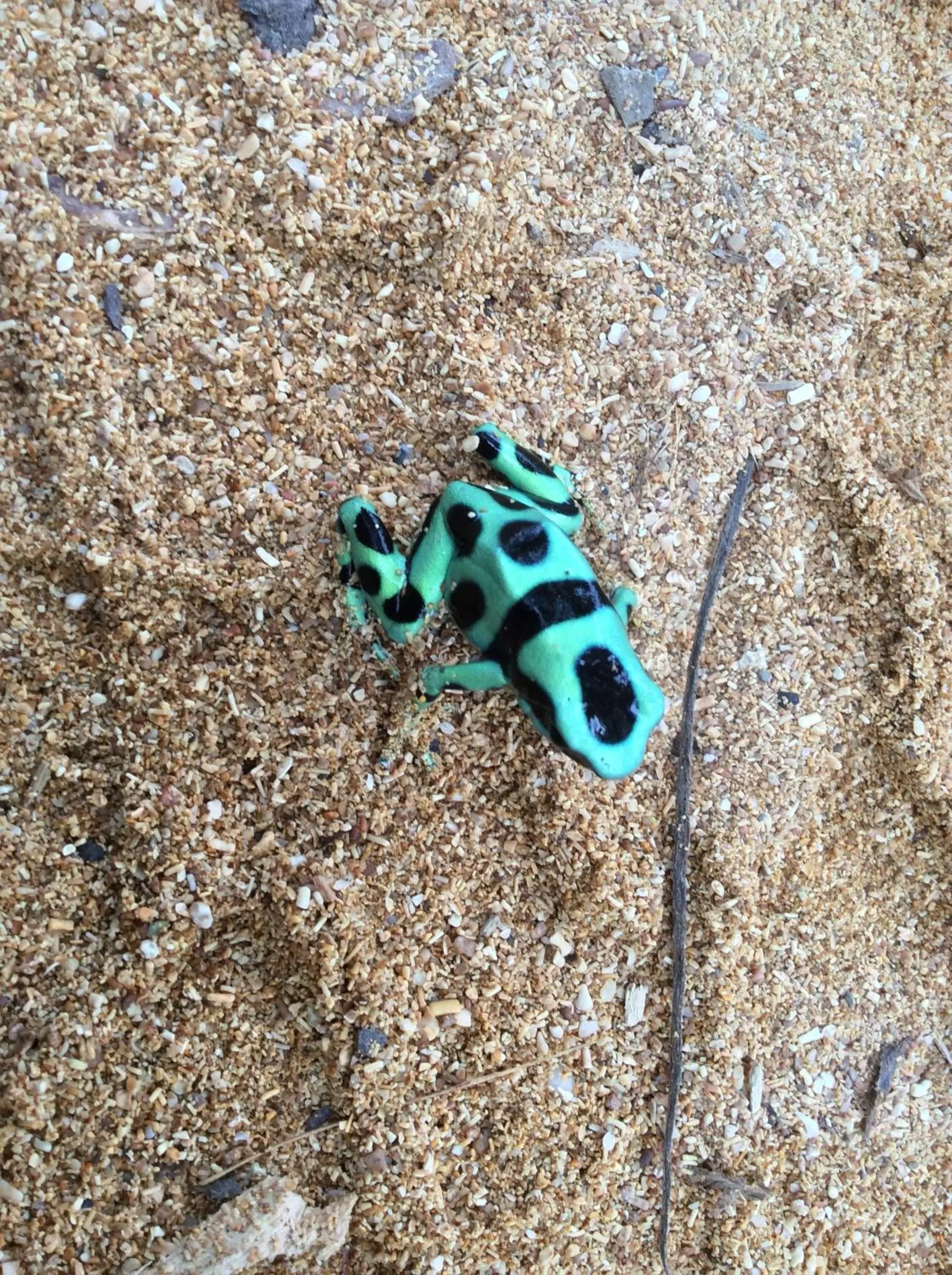 Animals, Other Animals in Turtle Beach House