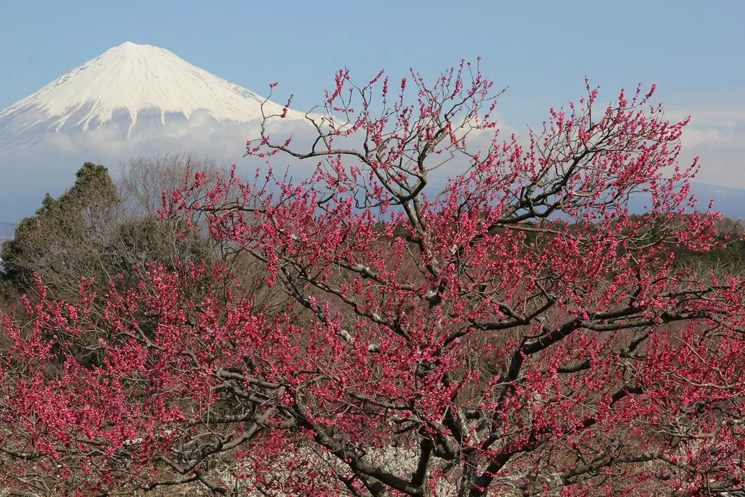 Natural Landscape in Business Hotel Sunpu