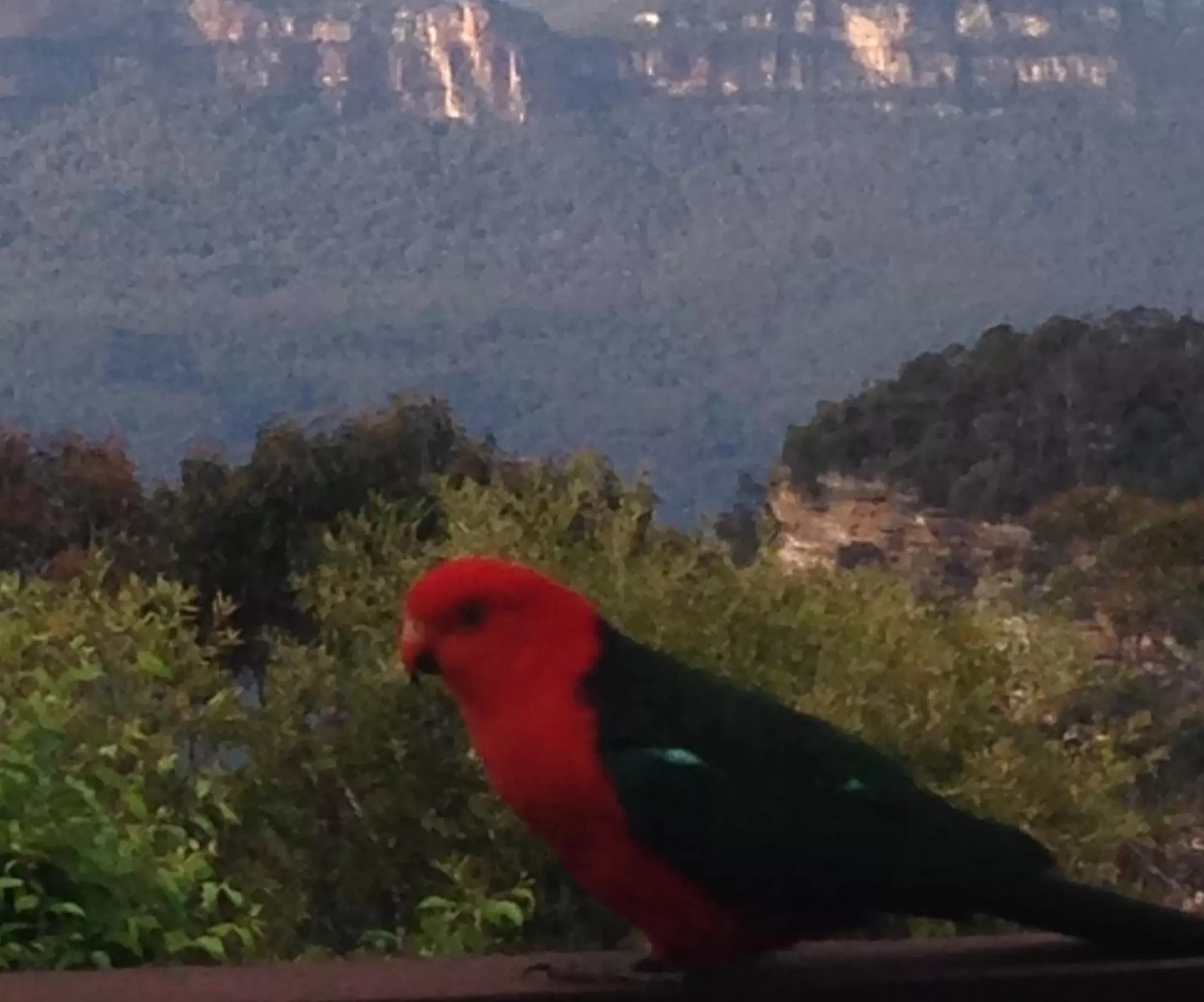 View (from property/room), Other Animals in Valley of the Waters B&B