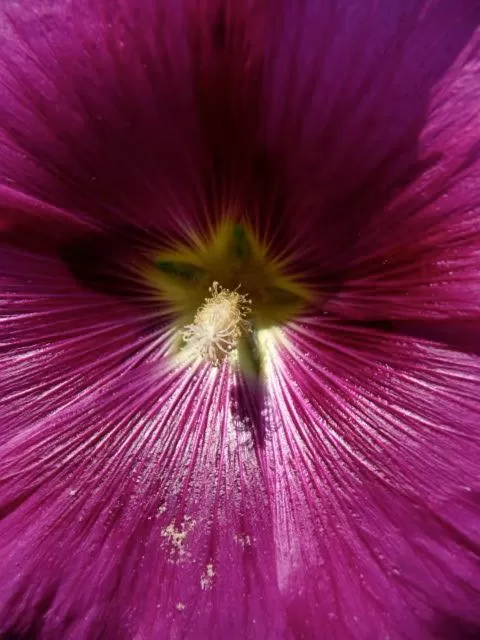 Garden in Magnolia Petal
