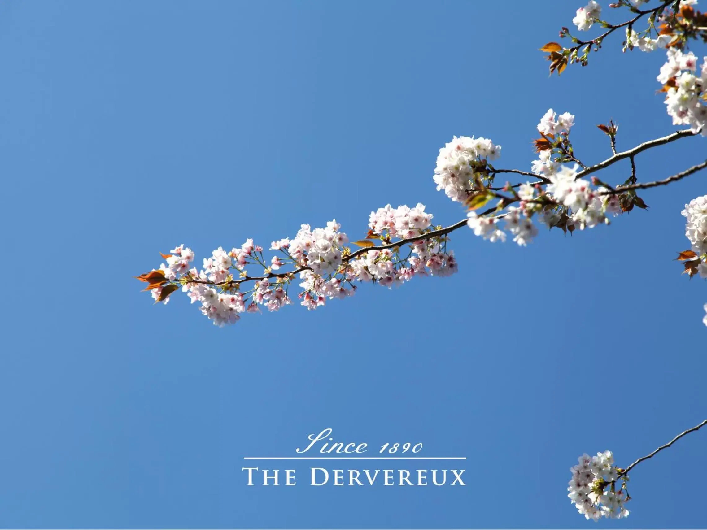 Spring in The Devereux Boutique Hotel