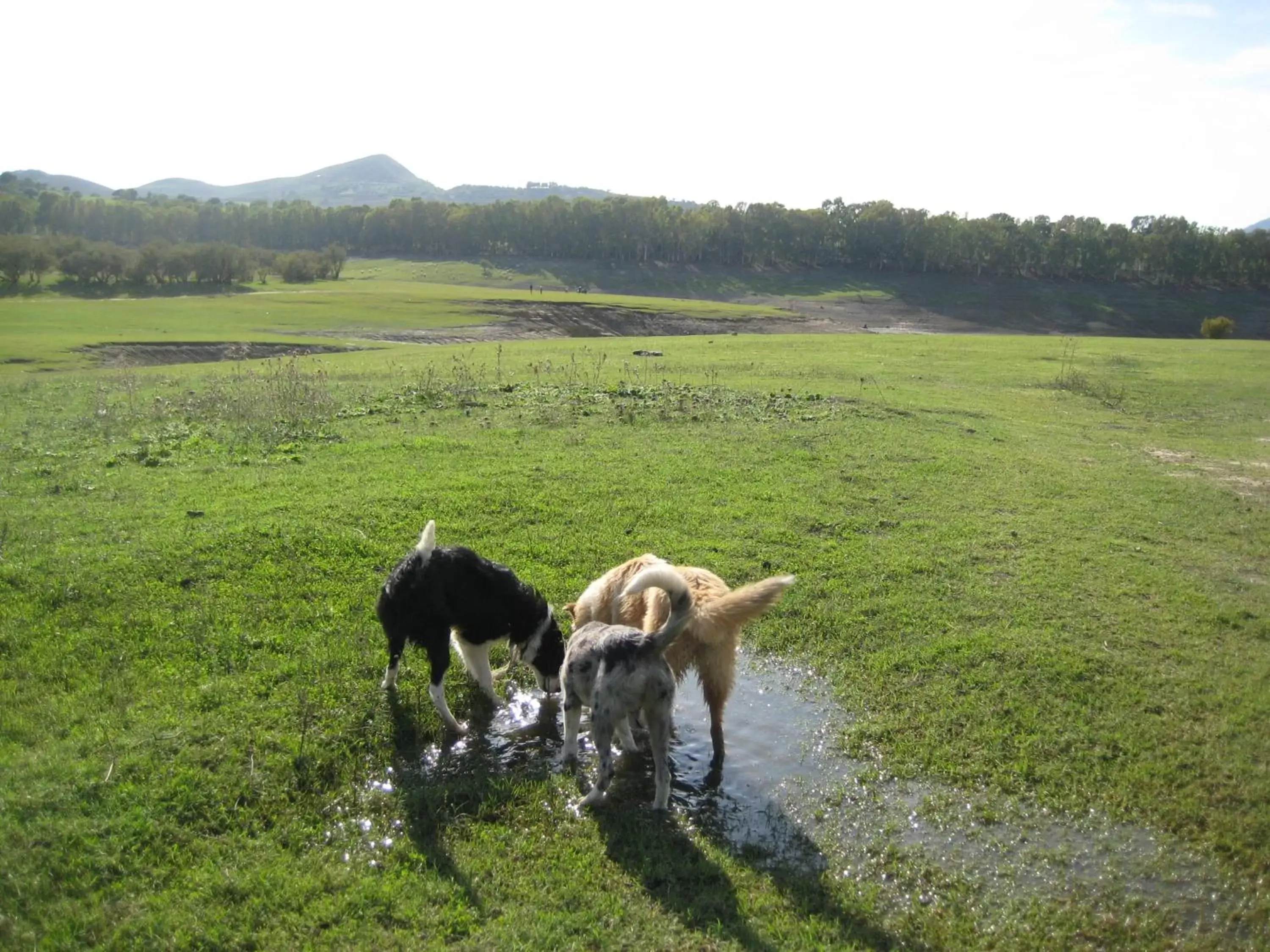 Animals, Guests in Oasi del Lago