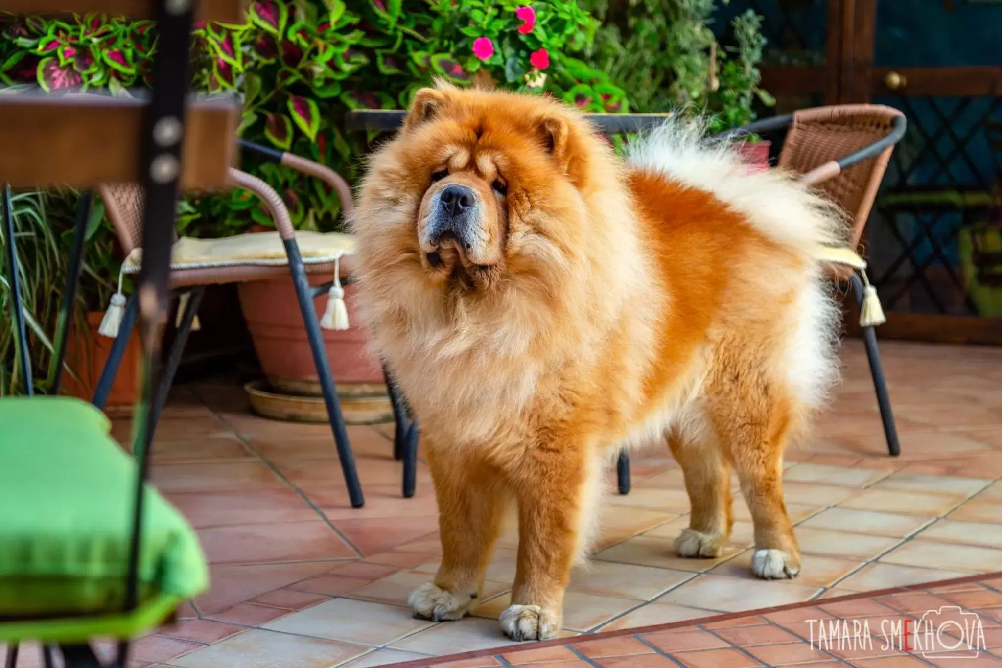 Pets in La Finestra sul Cortile