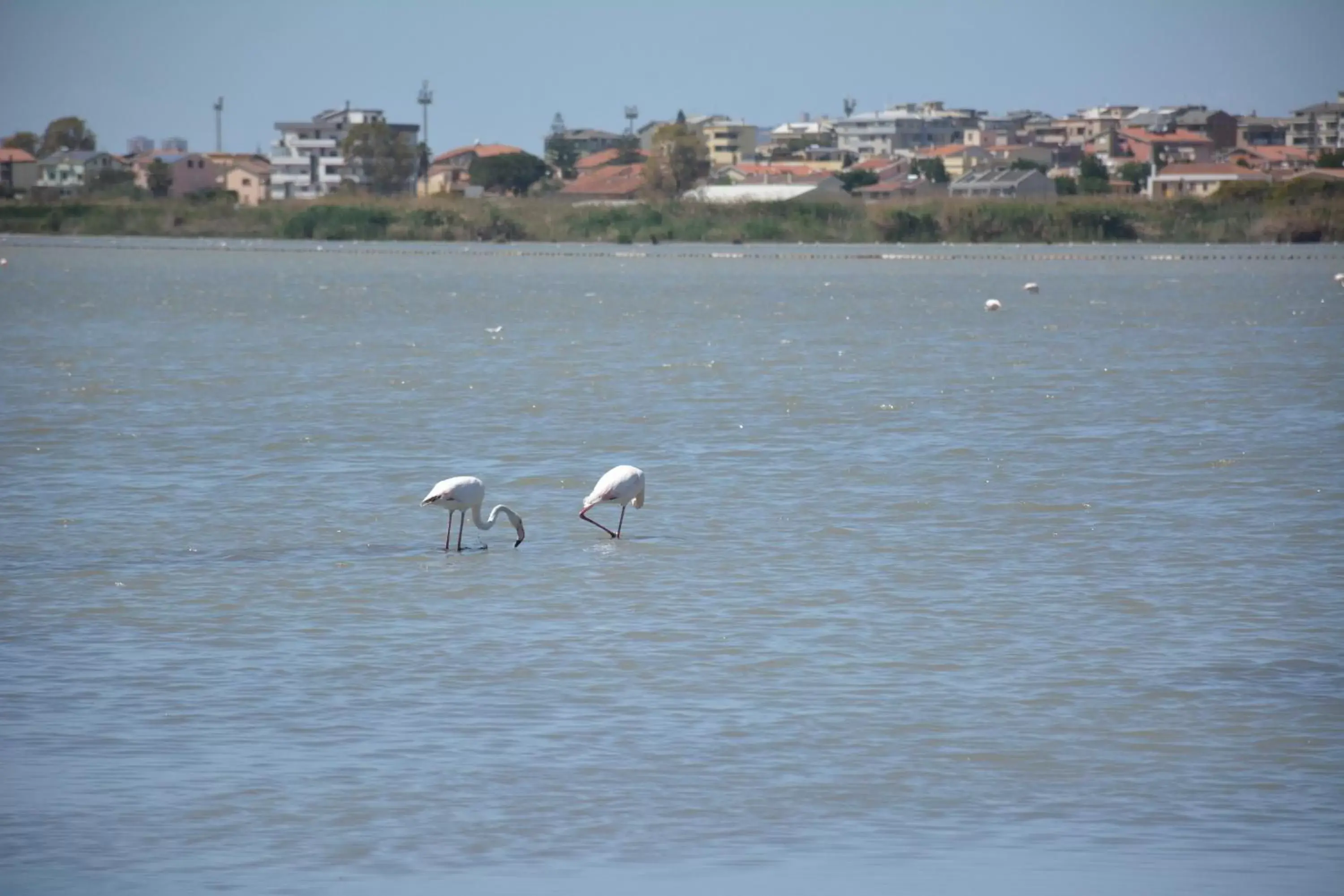 Other, Other Animals in Giardini e Mare