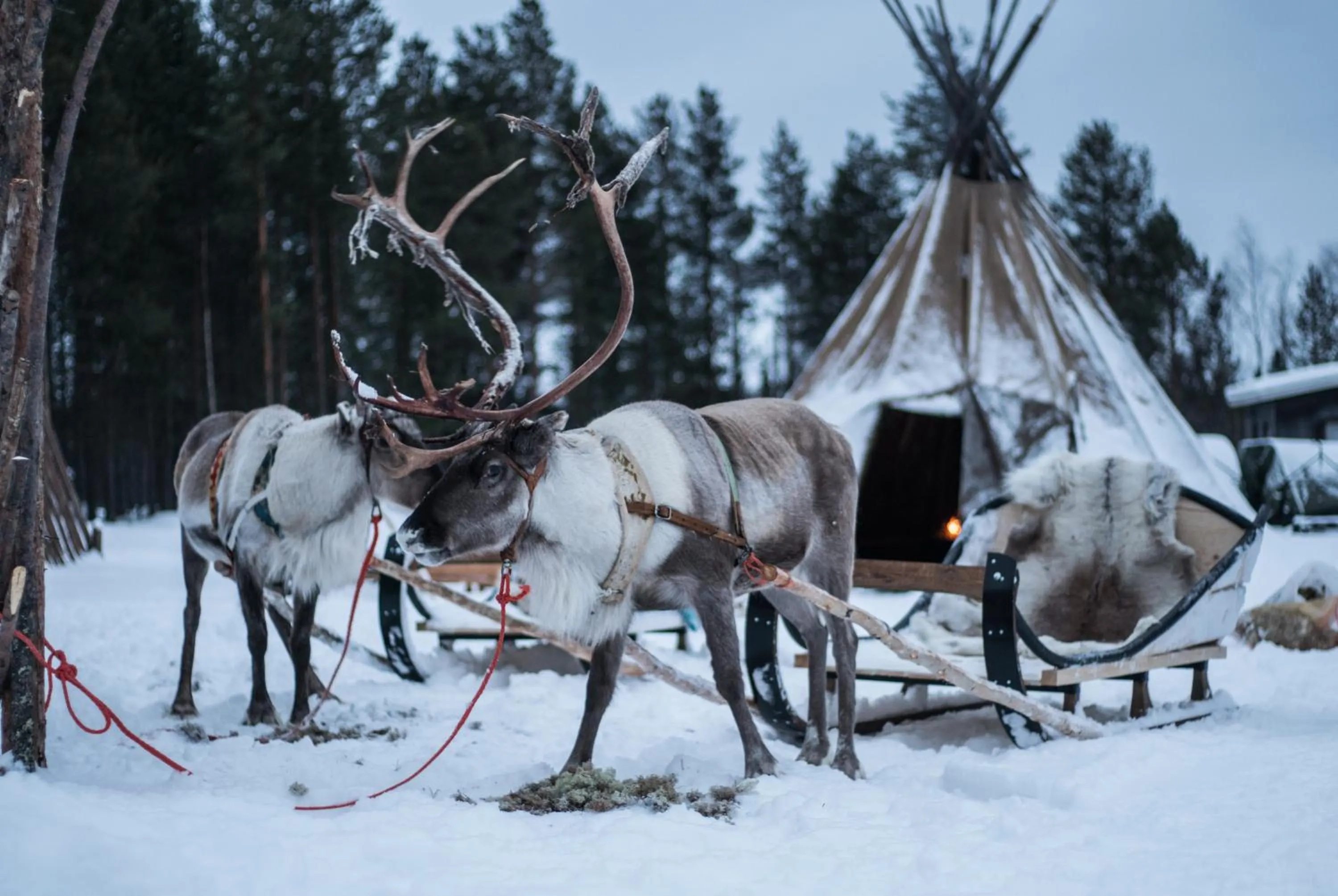 Winter in Aurora Village Ivalo