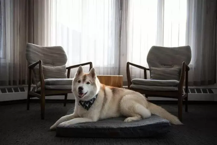 Pets in Elk + Avenue Hotel