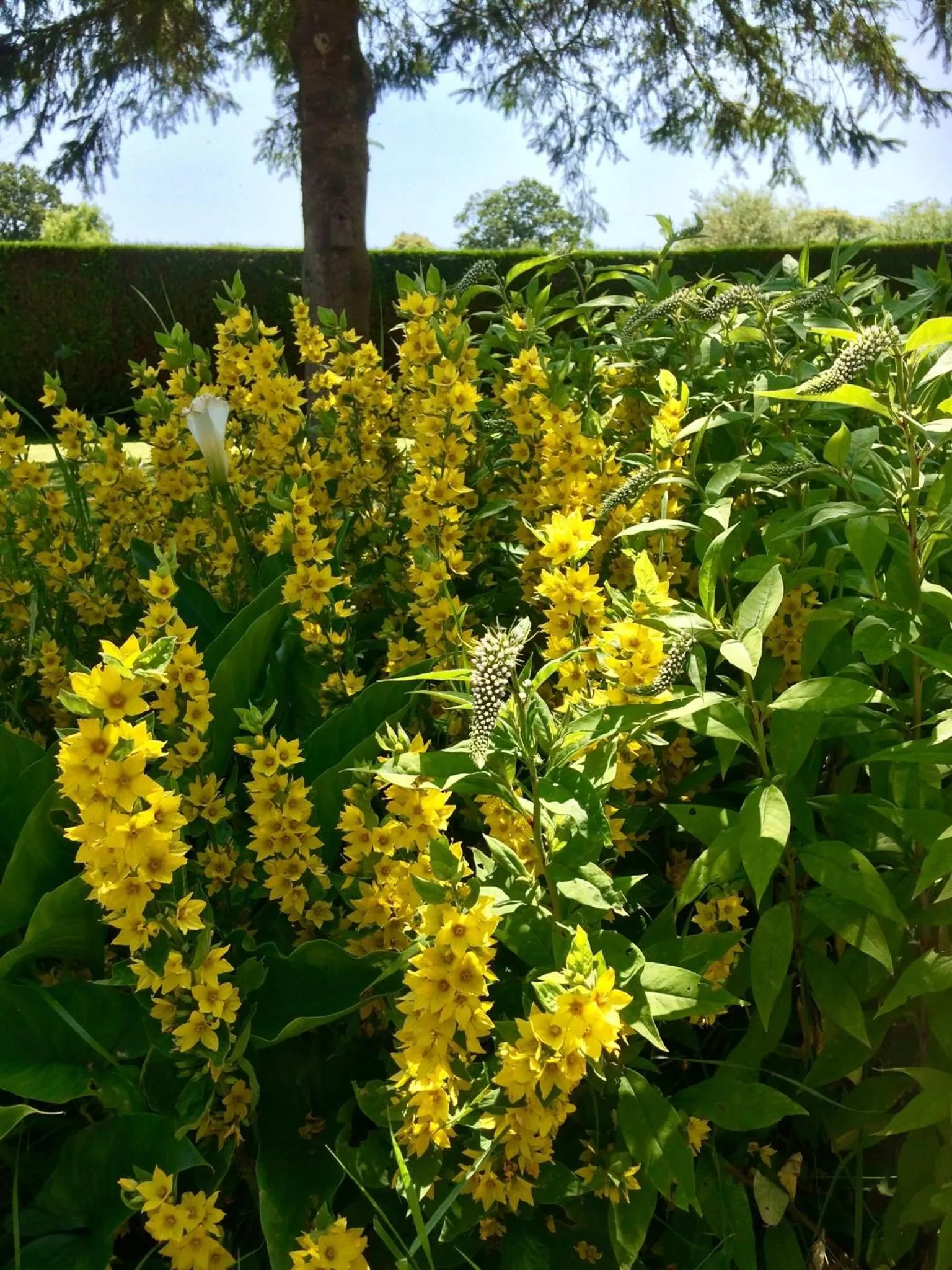 Garden in La Crepelliere