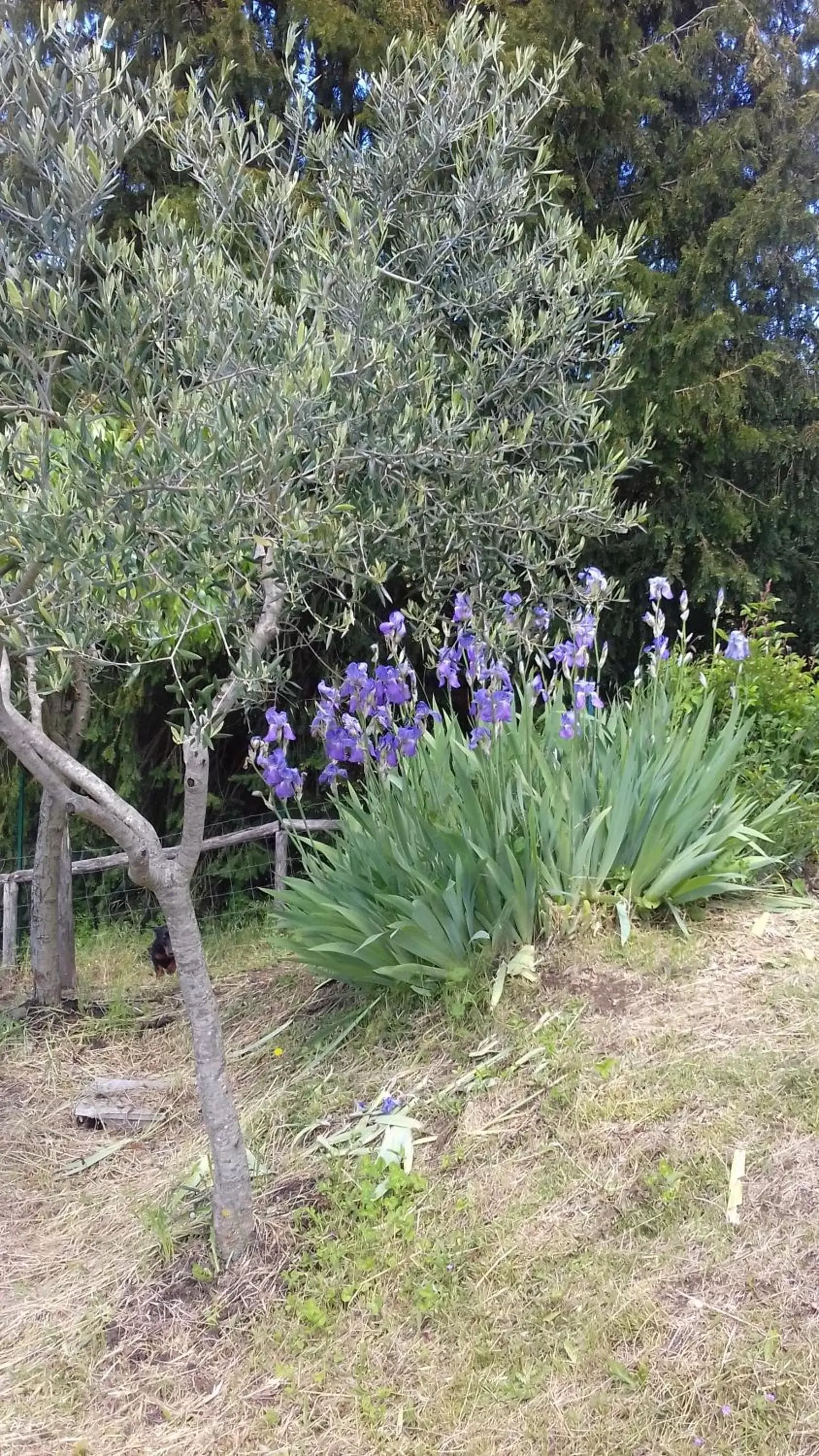 Garden in Villa Belvedere