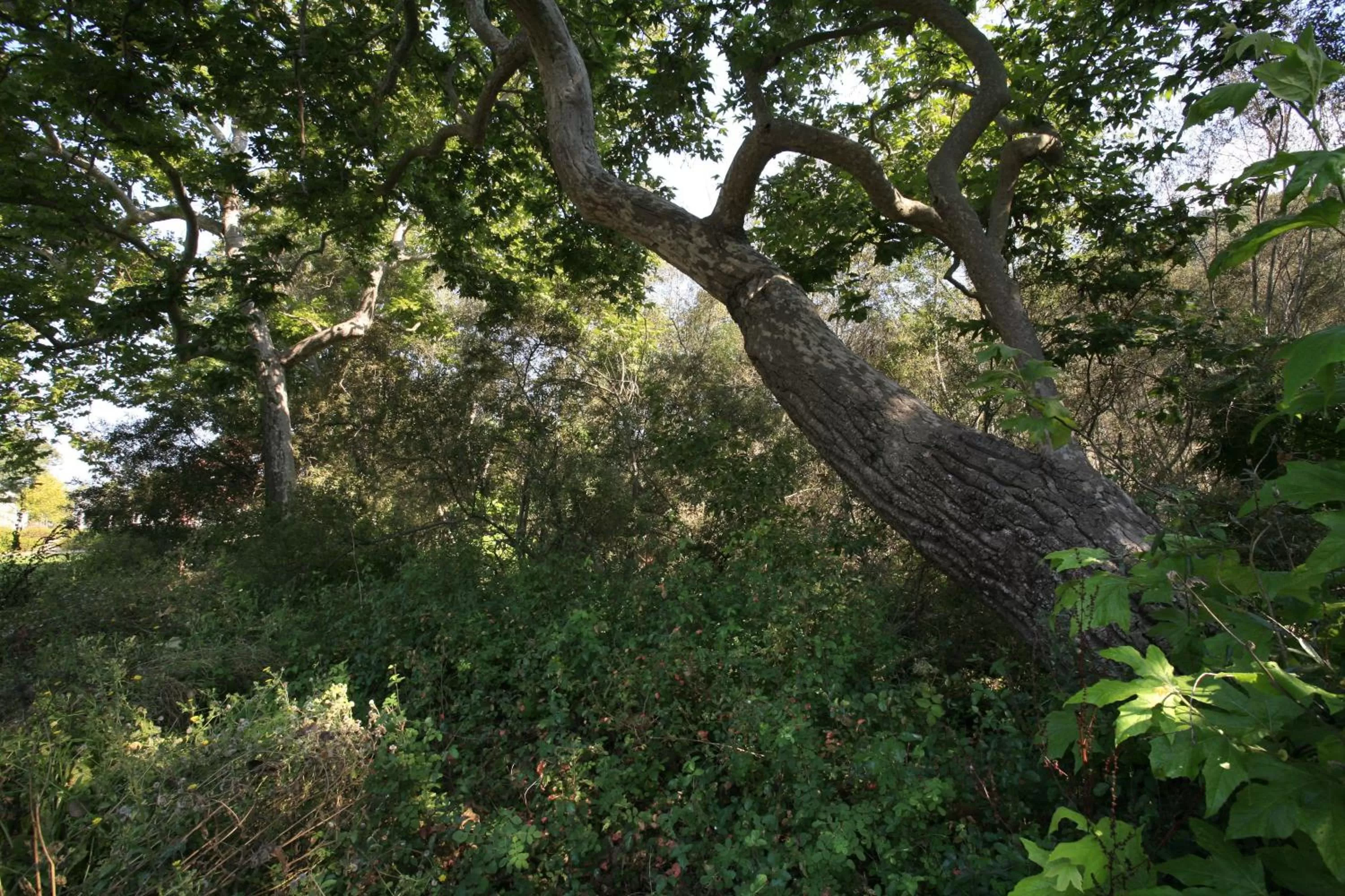 Natural landscape in Avila Village Inn