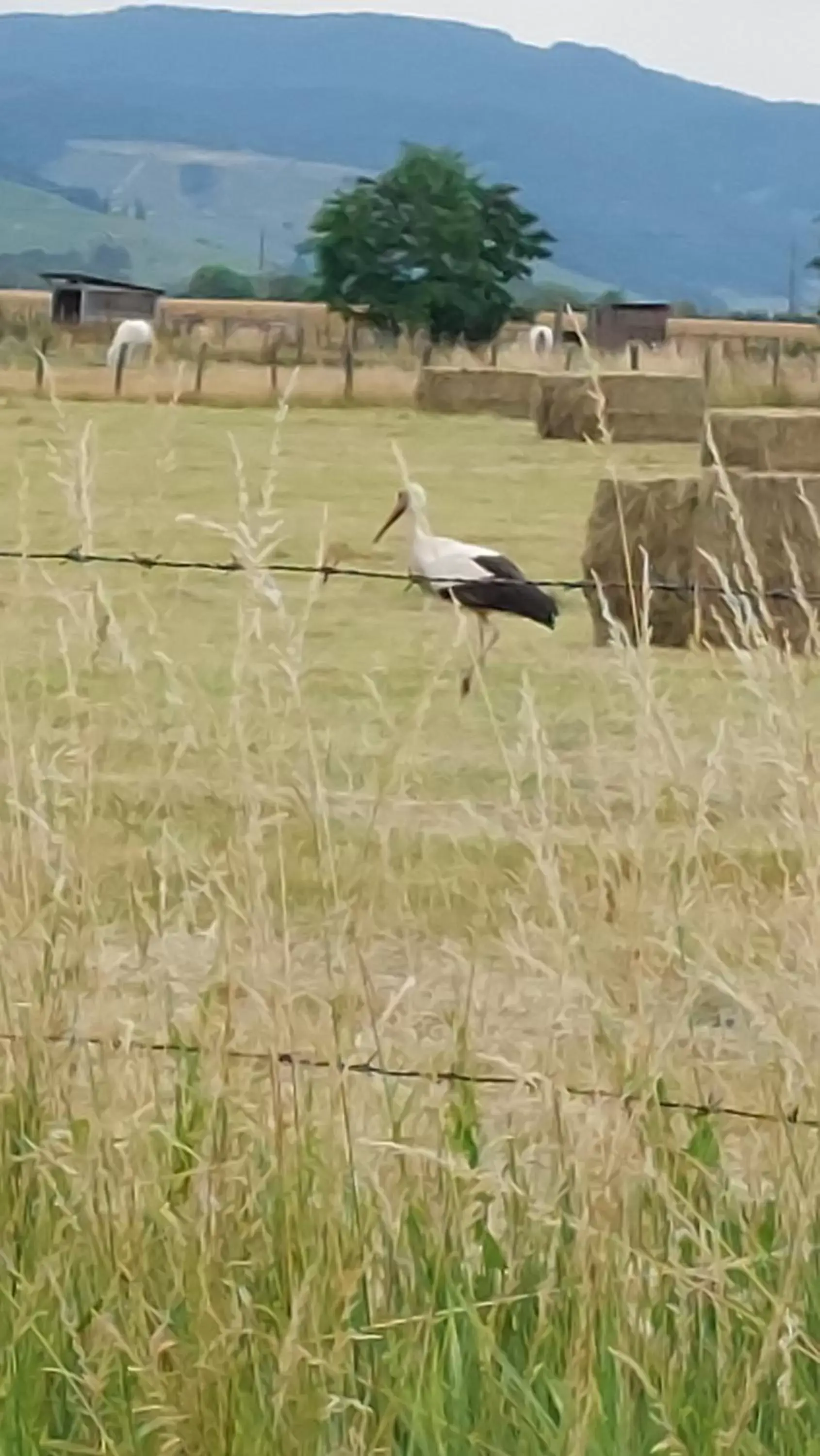 Other Animals in L'Orée du Bois Bettu