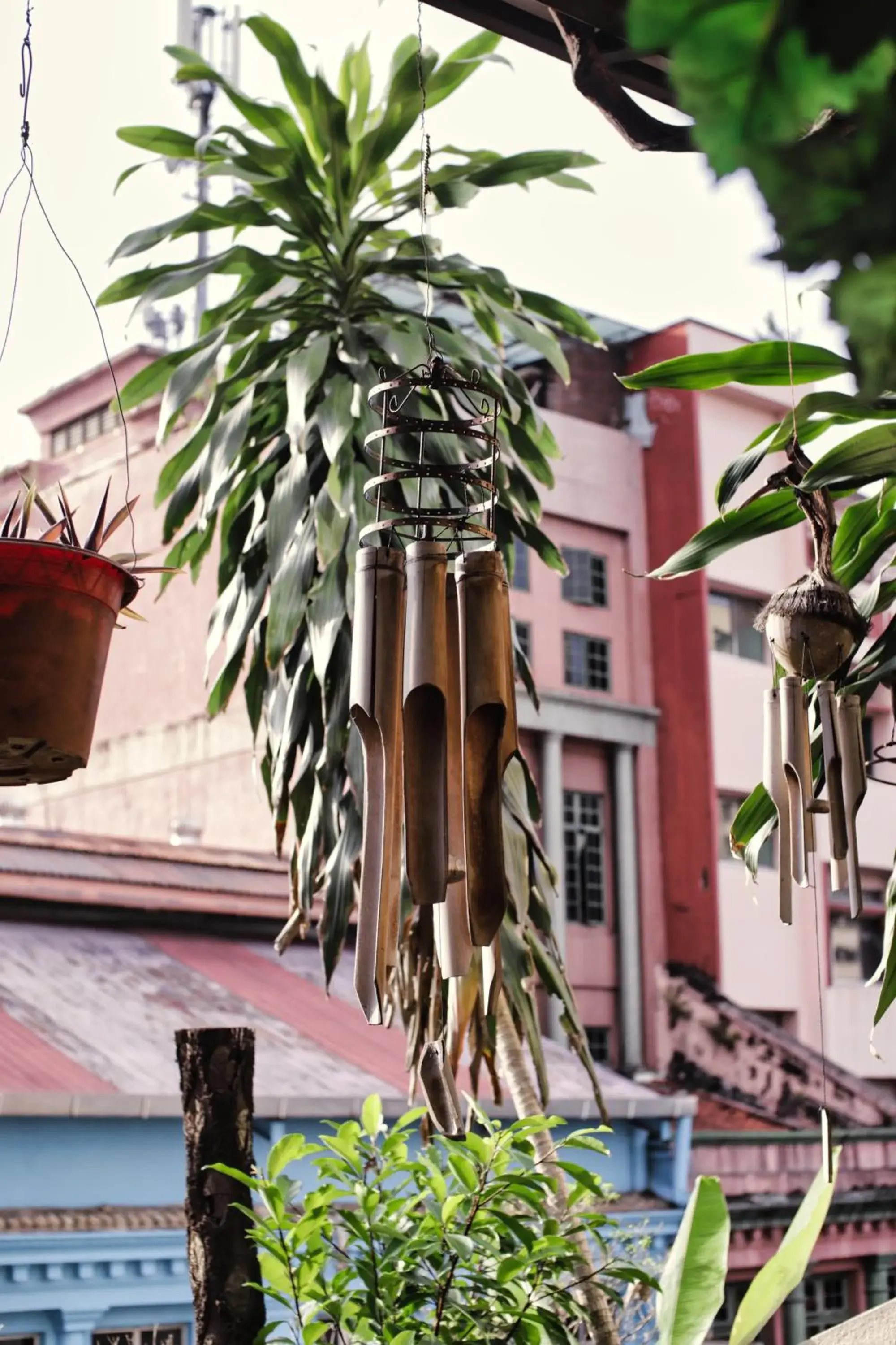 Garden in Rain Forest Hotel